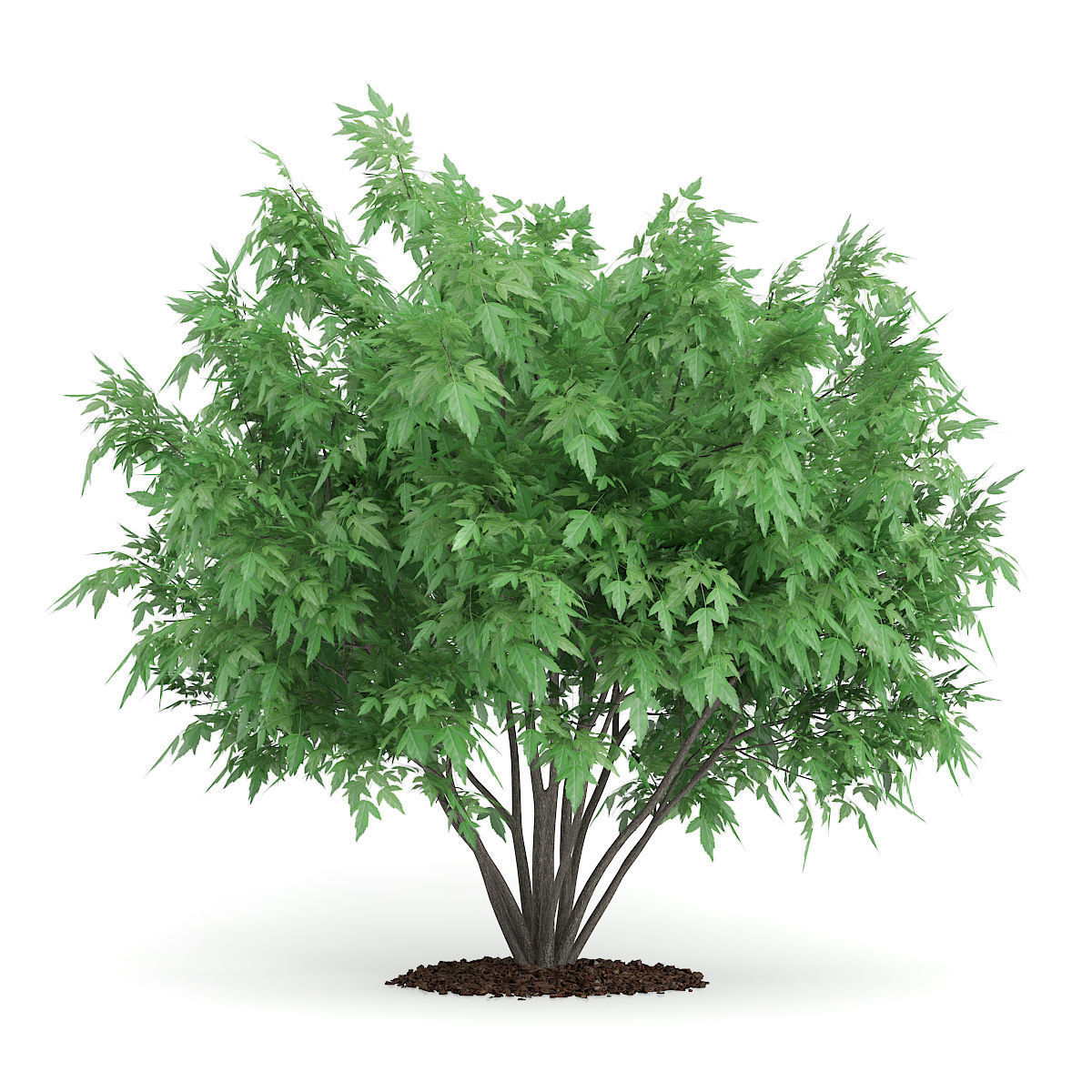 Amur Maple Acer ginnala 3D model_4