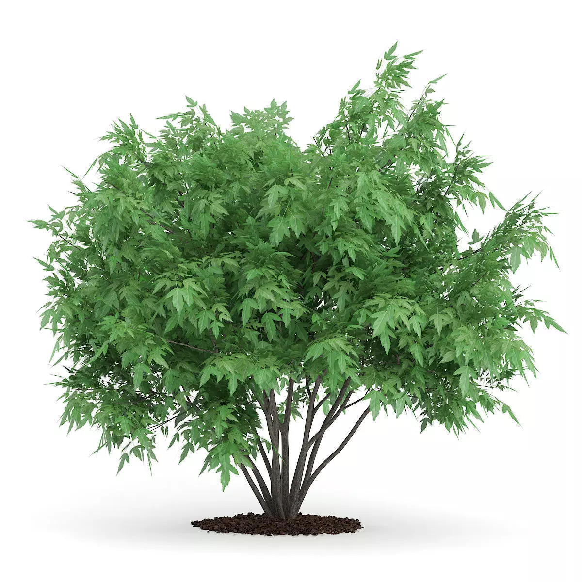 Amur Maple Acer ginnala 3D model_0