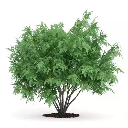 Amur Maple Acer ginnala 3D model
