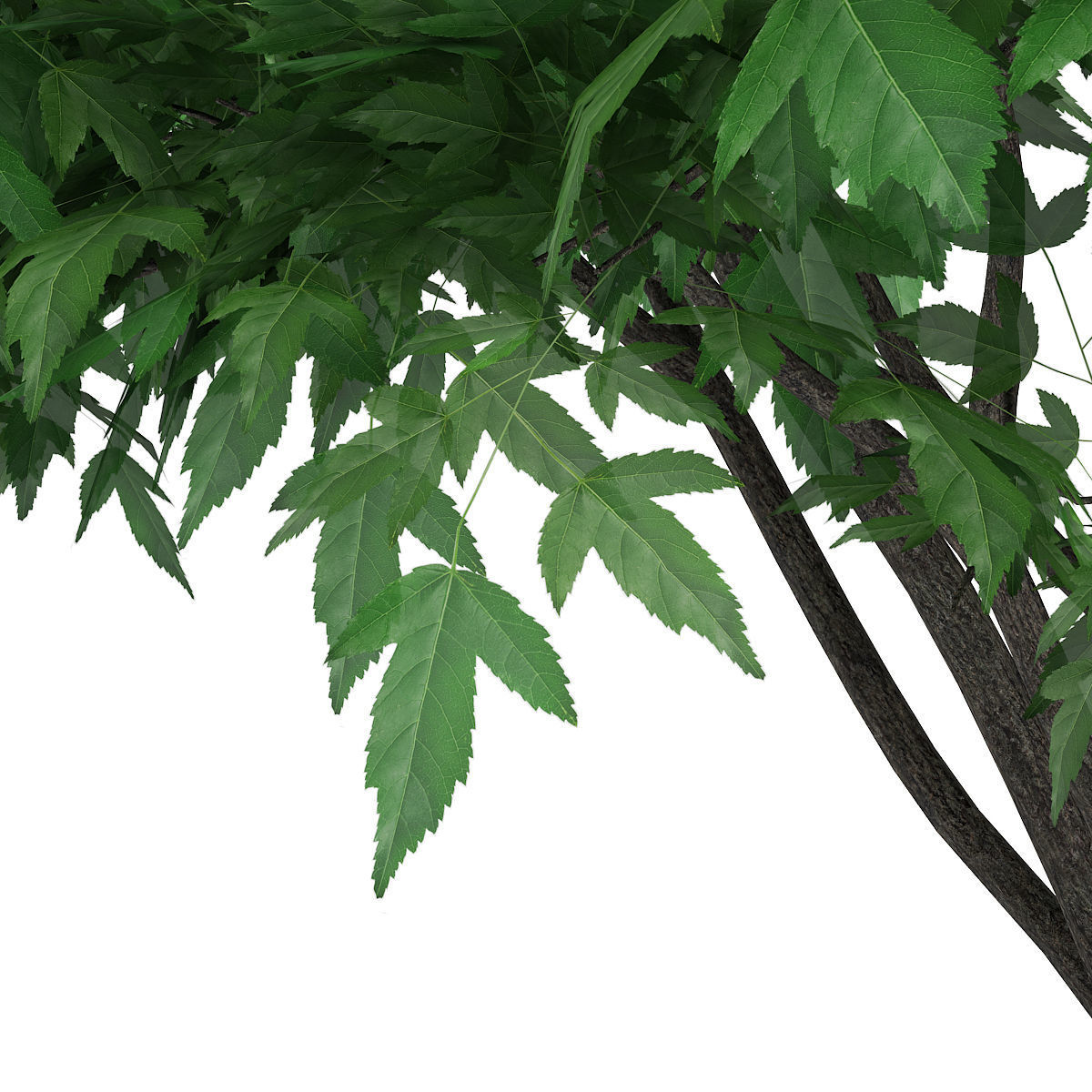 Amur Maple Acer ginnala 3D model_6