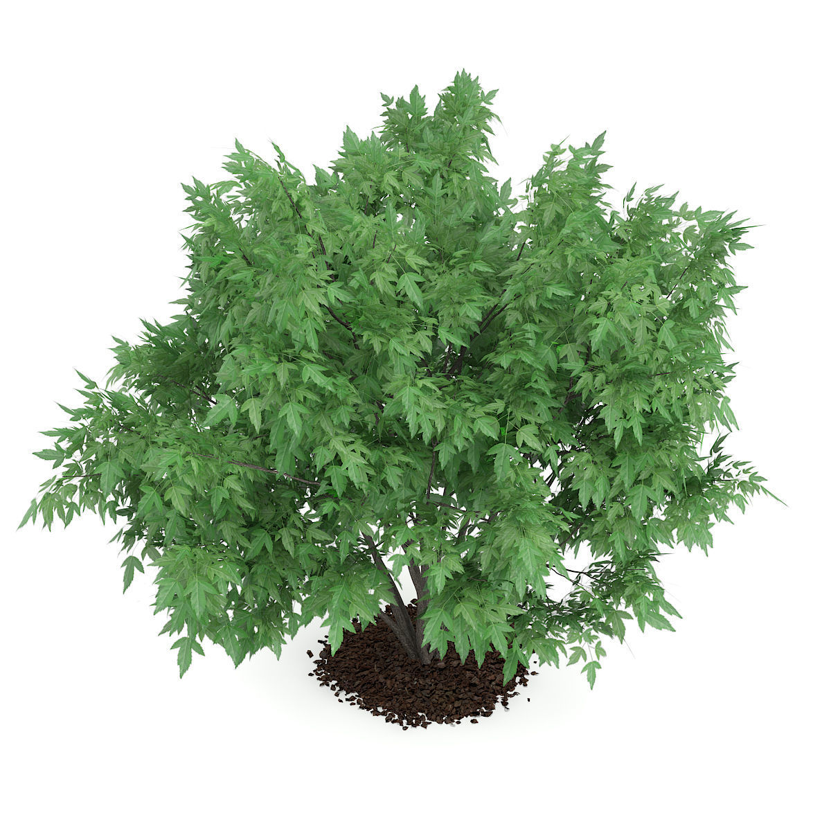 Amur Maple Acer ginnala 3D model_2