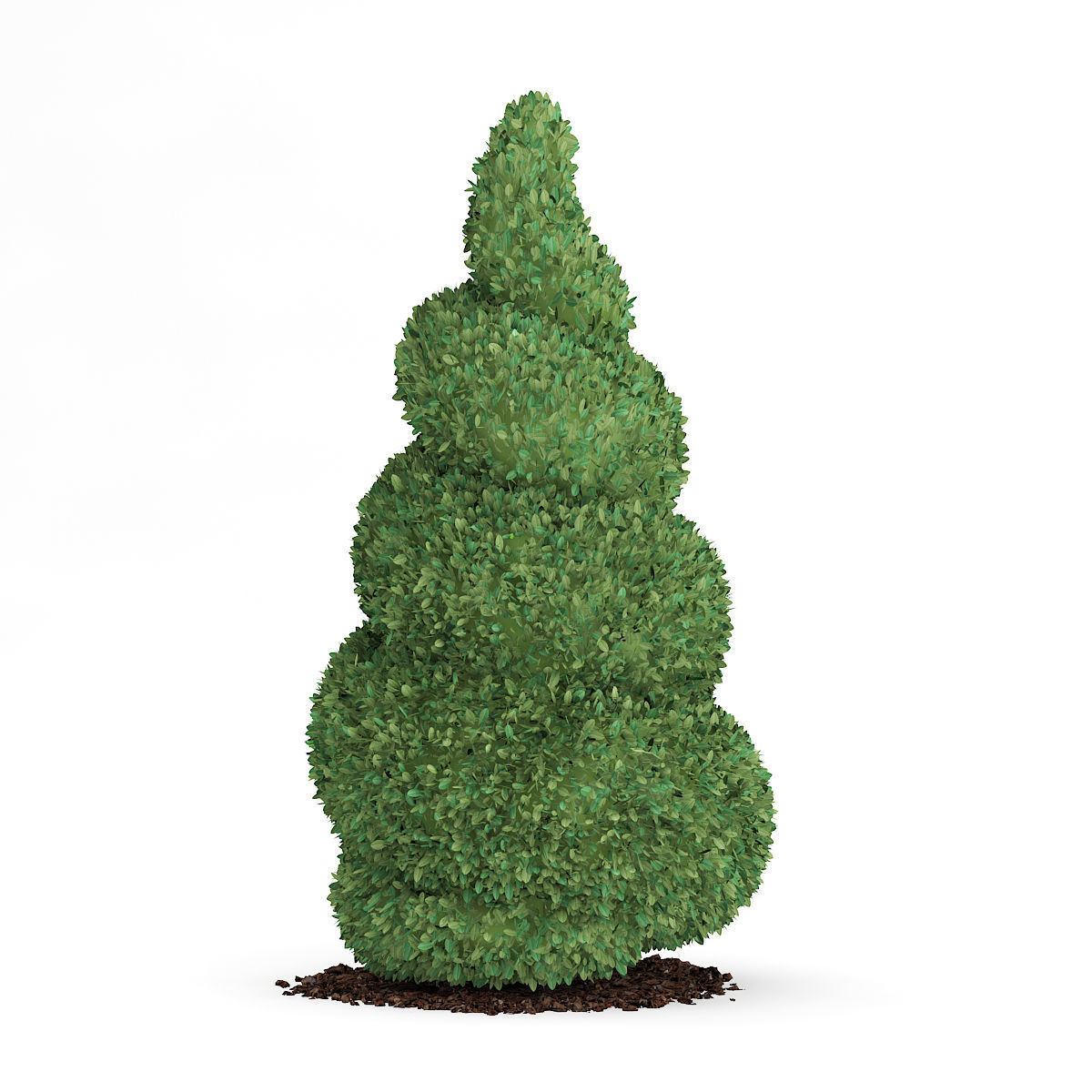 Boxwood Plant Buxus sempervirens 3D model_2