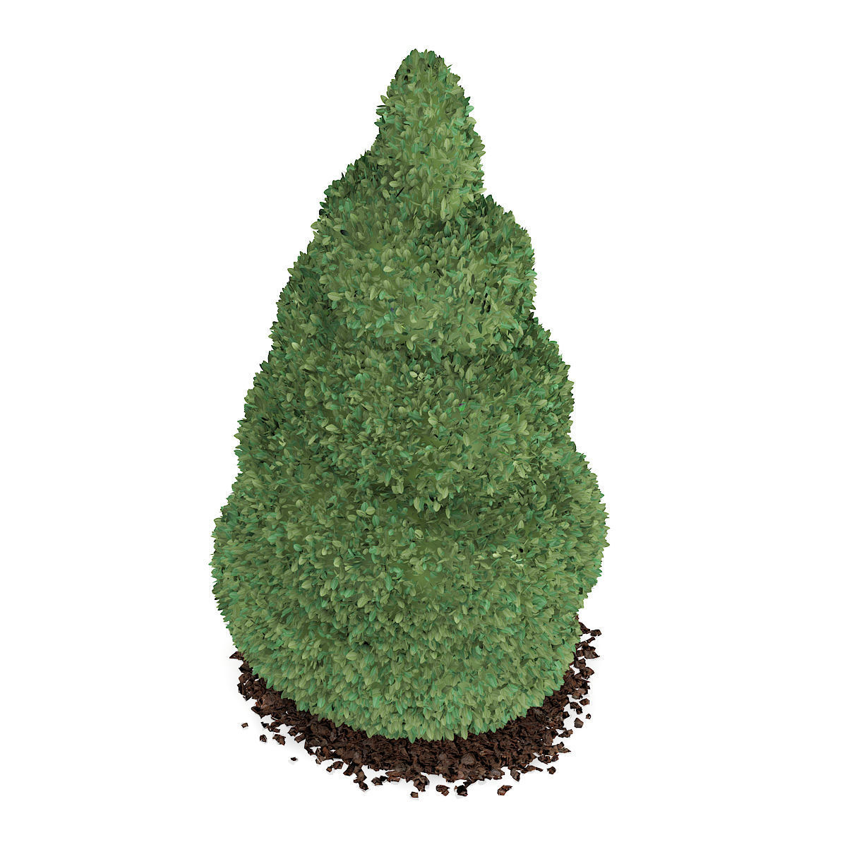 Boxwood Plant Buxus sempervirens 3D model_4