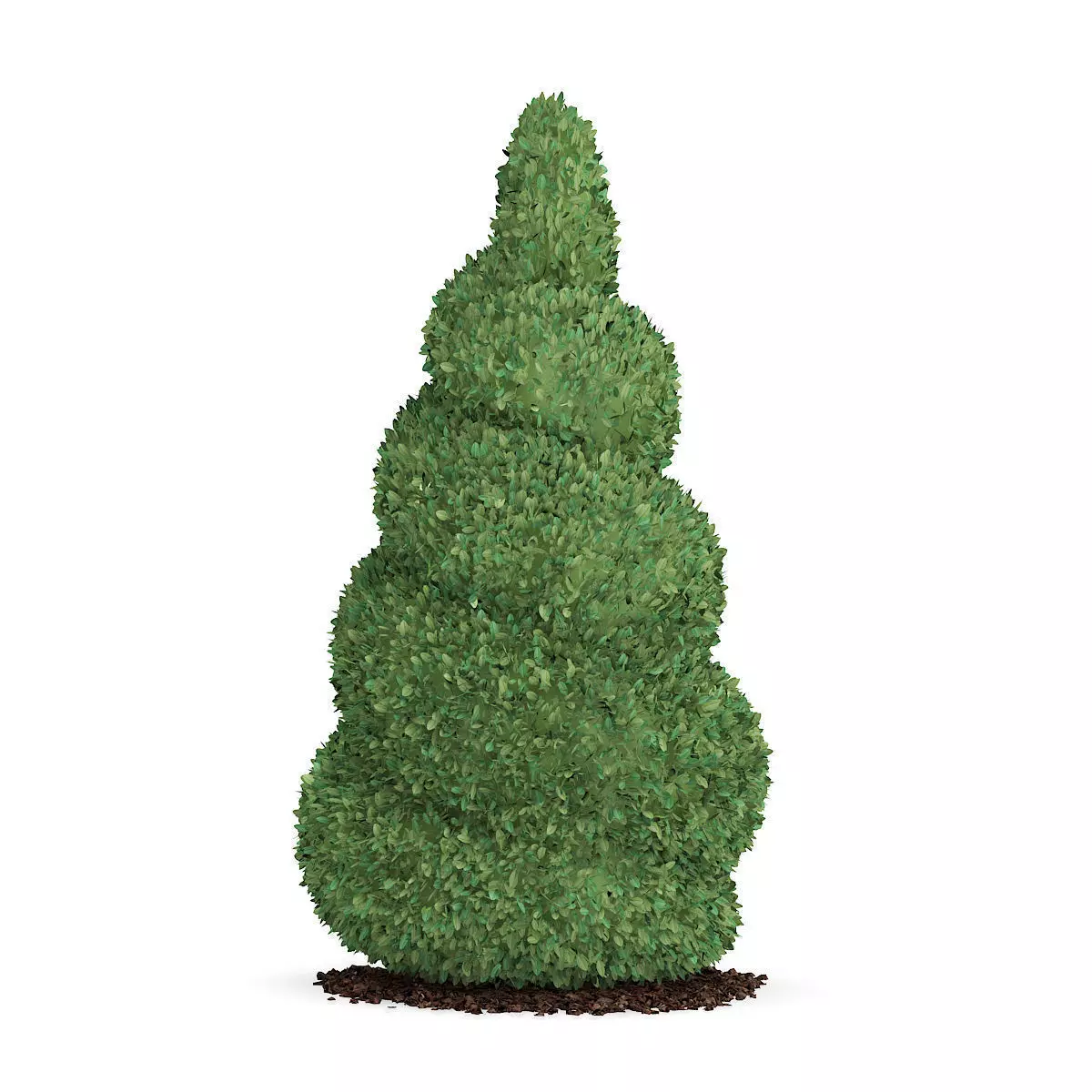 Boxwood Plant Buxus sempervirens 3D model_0