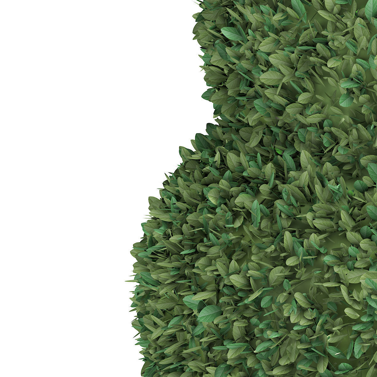Boxwood Plant Buxus sempervirens 3D model_6