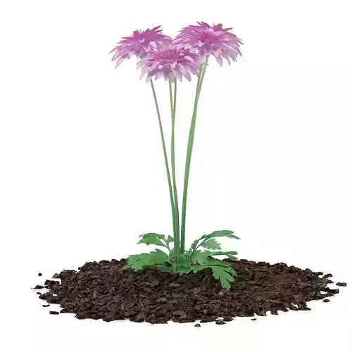 Pink Chrysanthemum Flowers Argyranthemum frutescens