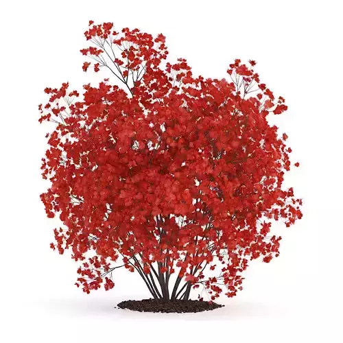 Flowering Quince Plant Chaenomeles 3D model