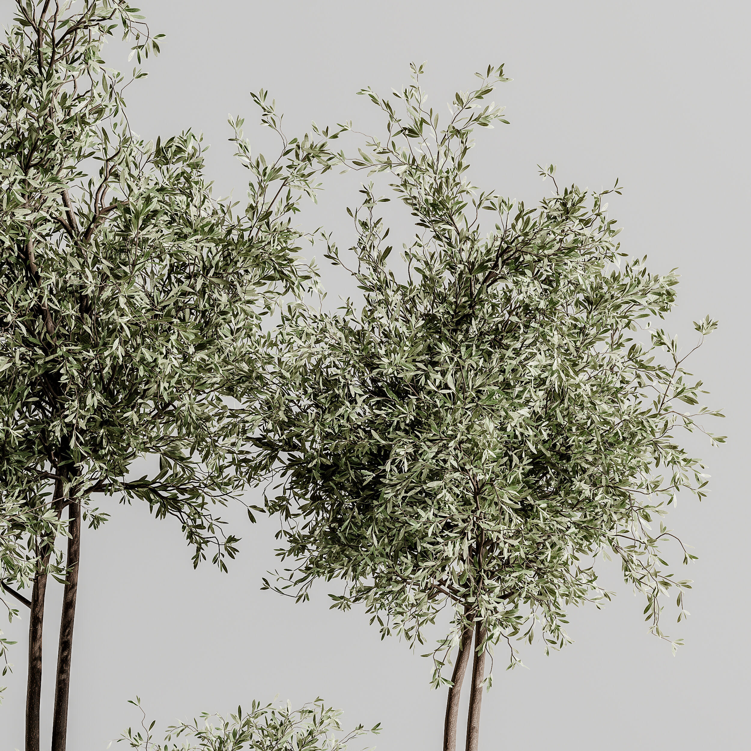 Indoor Plant Set 88 3D model_4