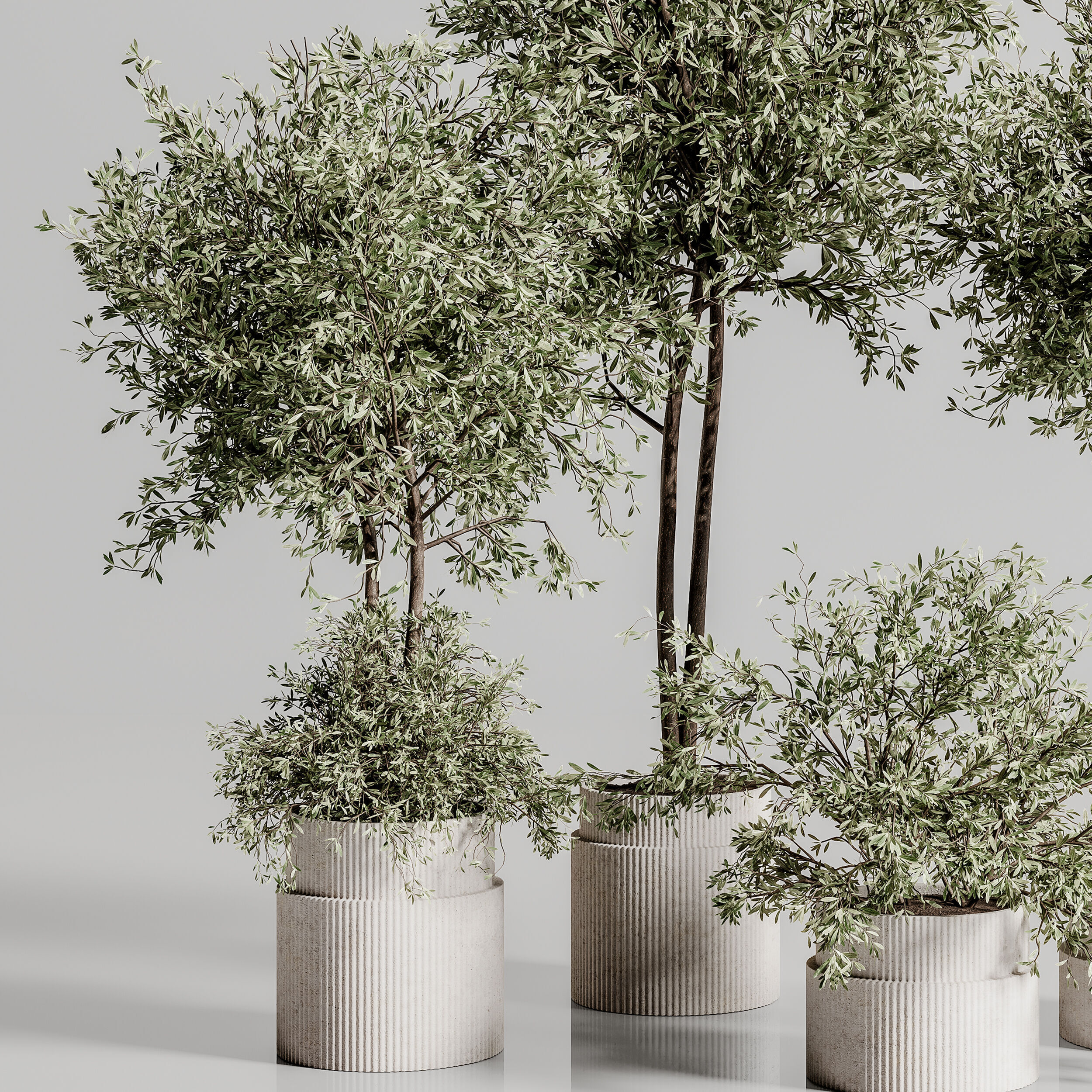 Indoor Plant Set 88 3D model_3