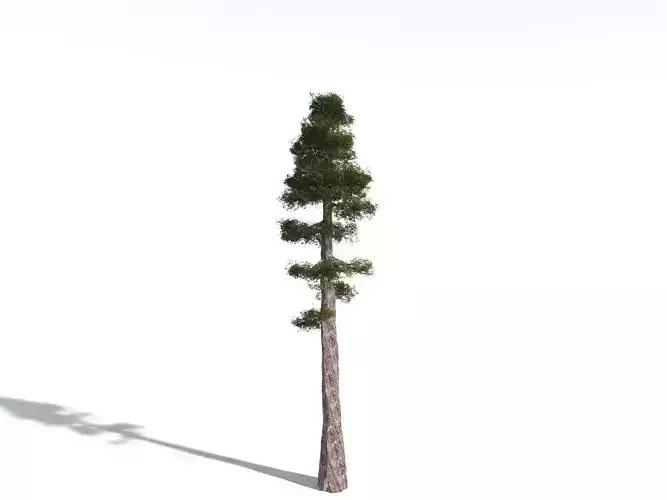 EVERYPlant Coastal Redwood