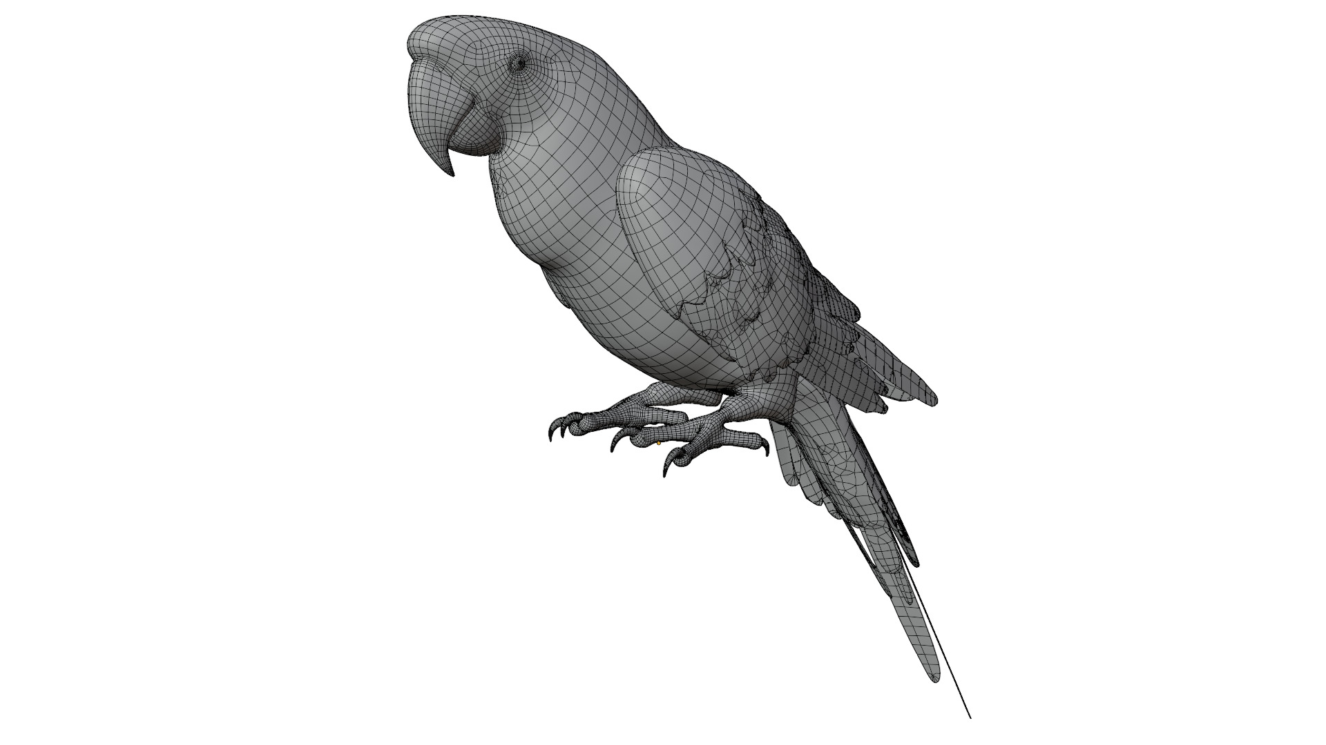 Parrot 3D model_9