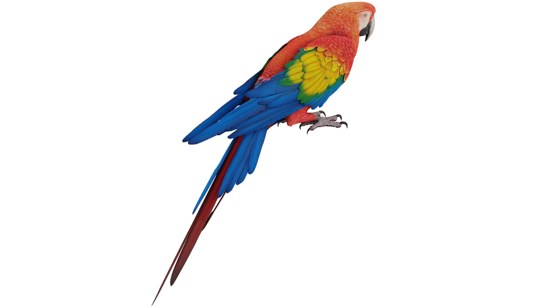 Parrot 3D model_4