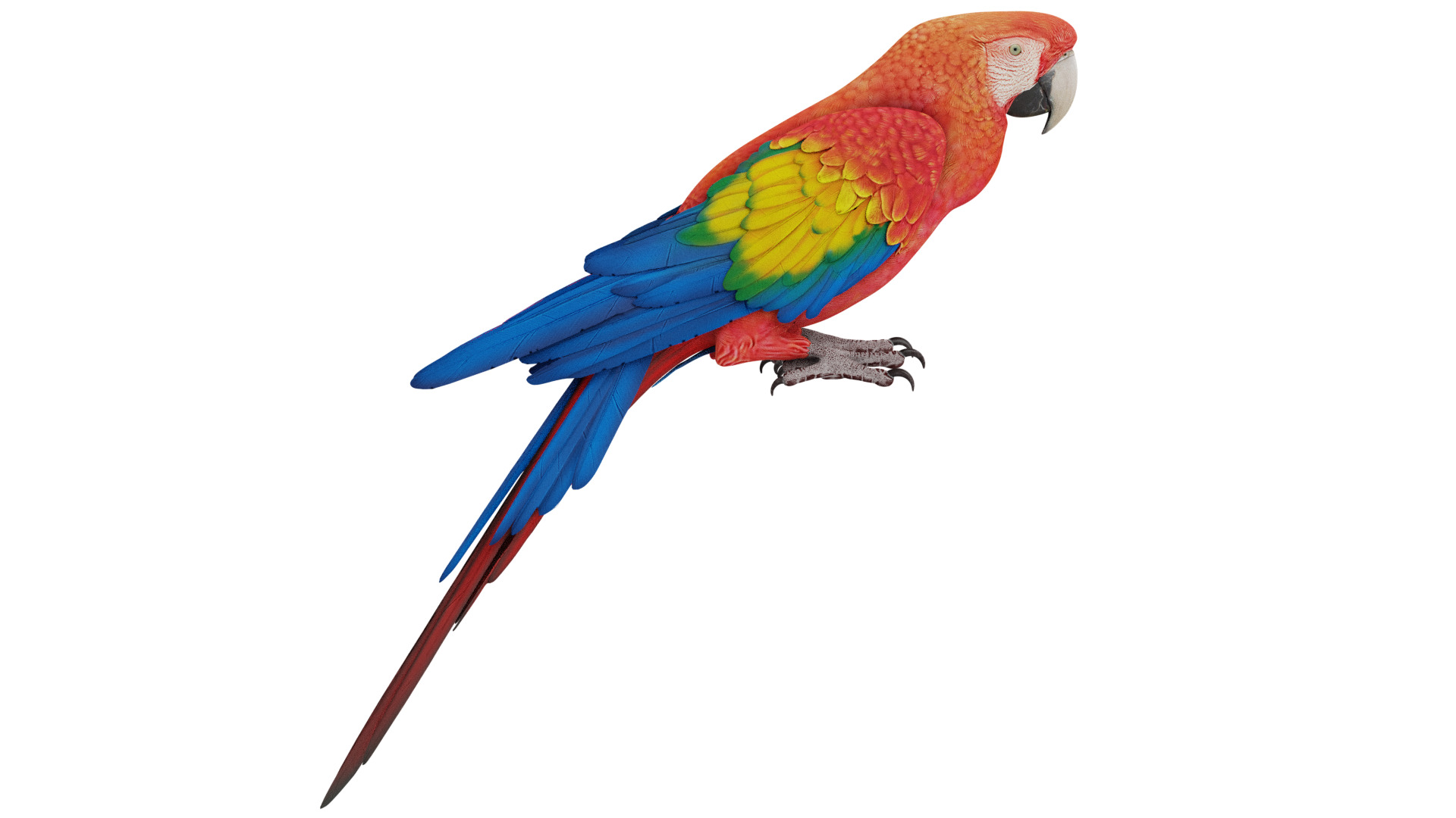 Parrot 3D model_5