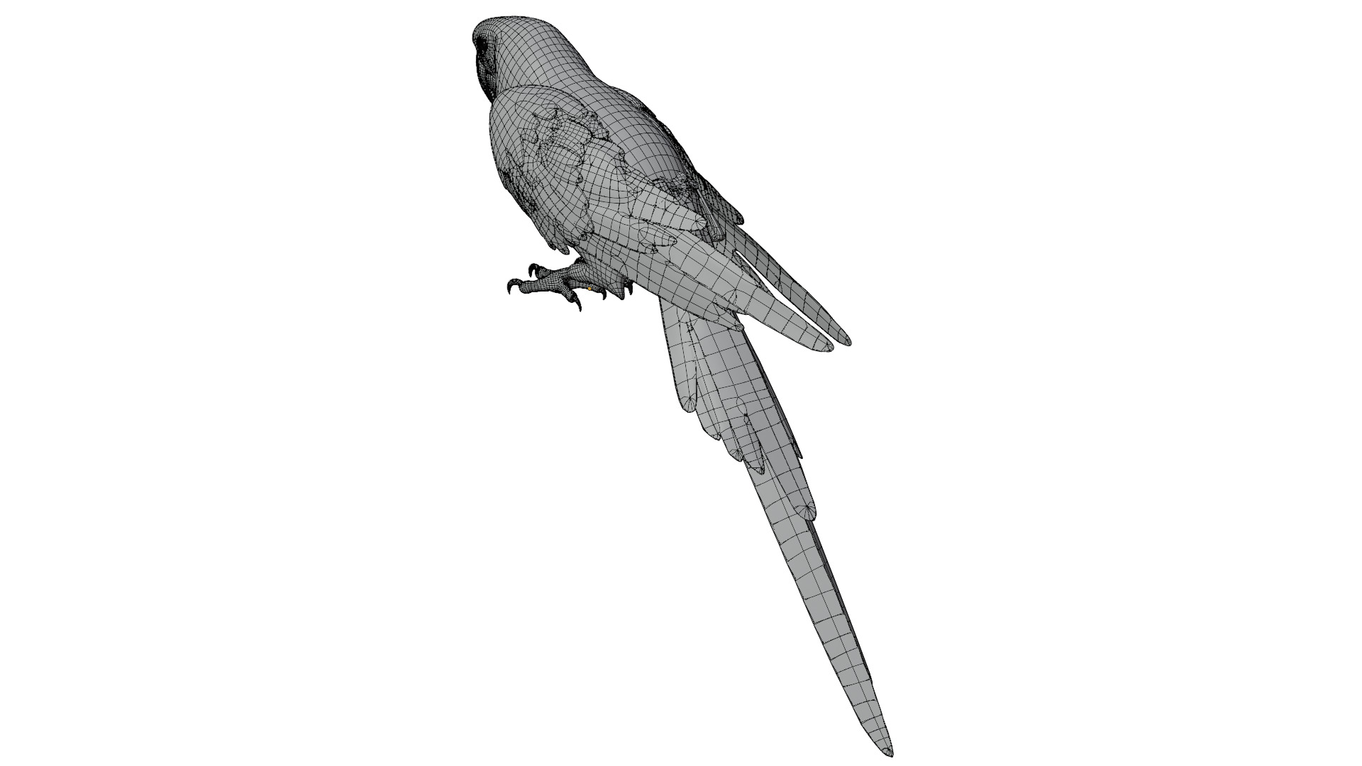 Parrot 3D model_11