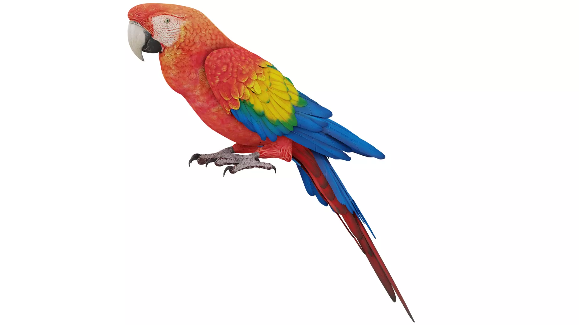 Parrot 3D model_0