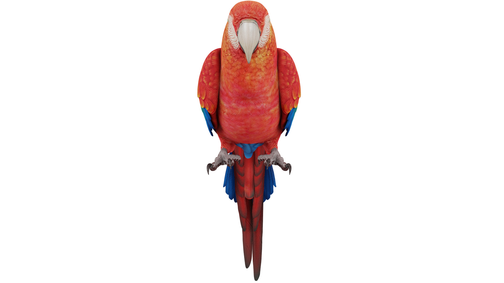 Parrot 3D model_7