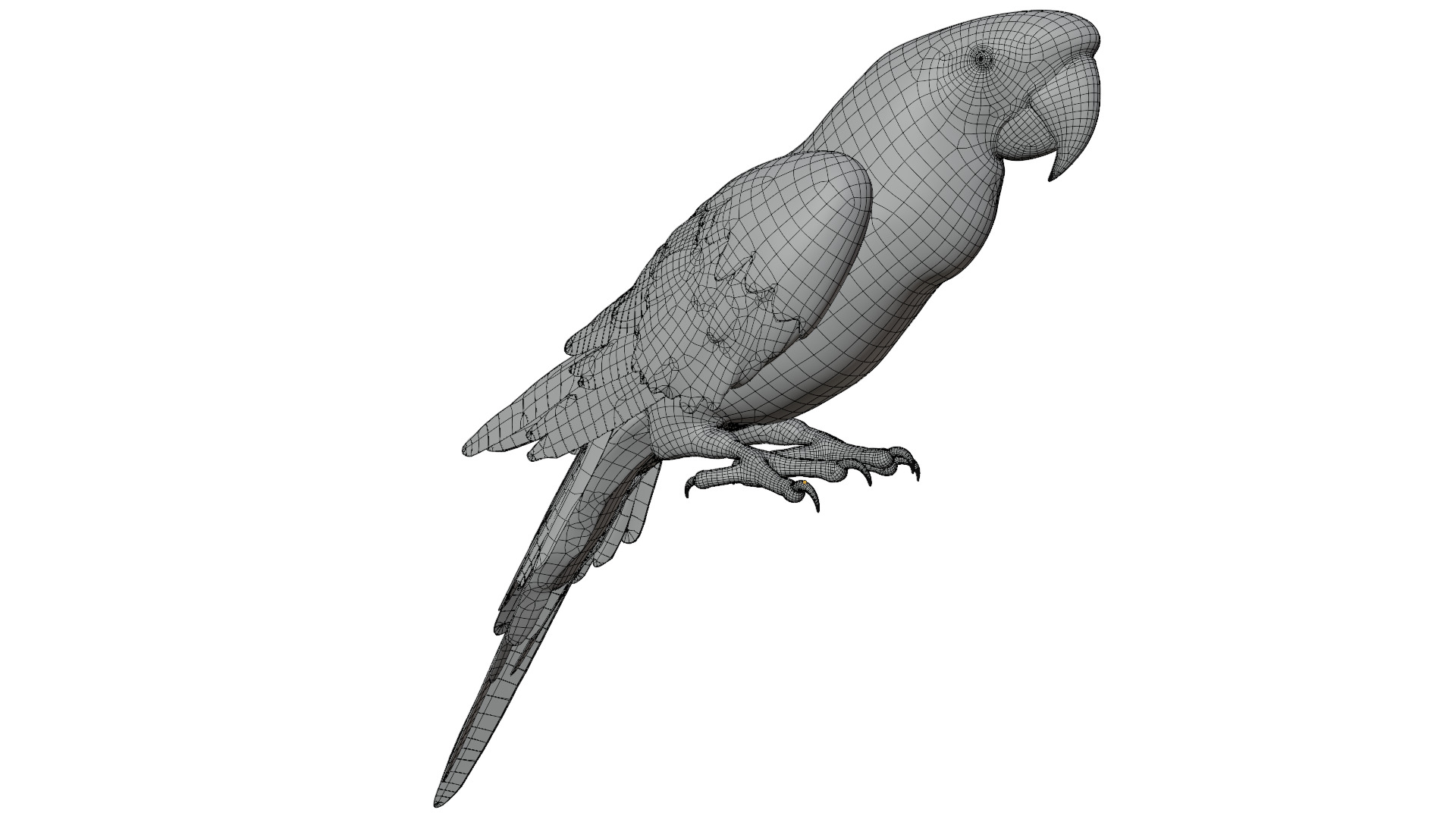 Parrot 3D model_15