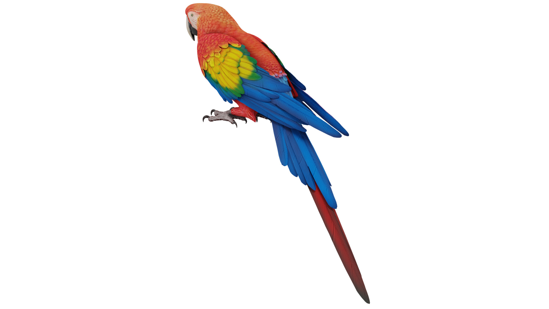 Parrot 3D model_2