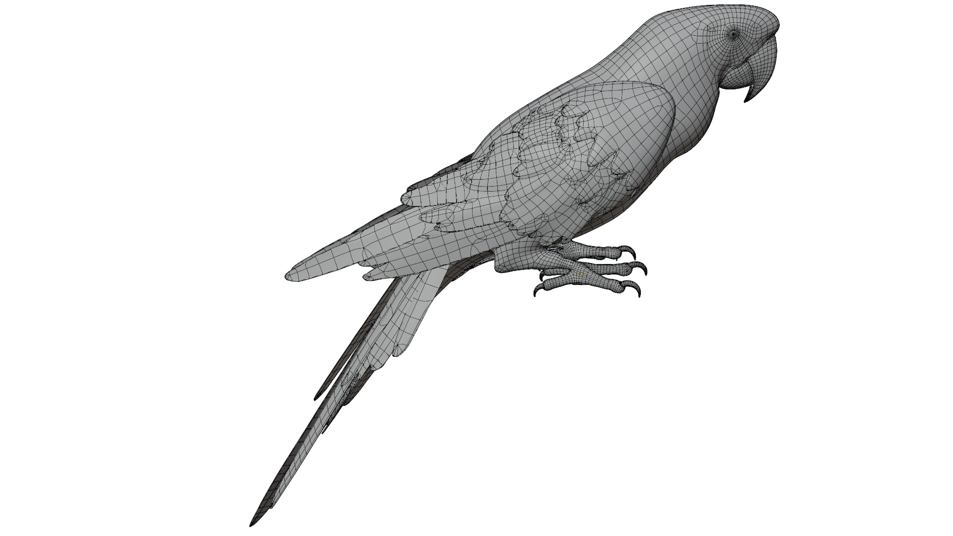 Parrot 3D model_14