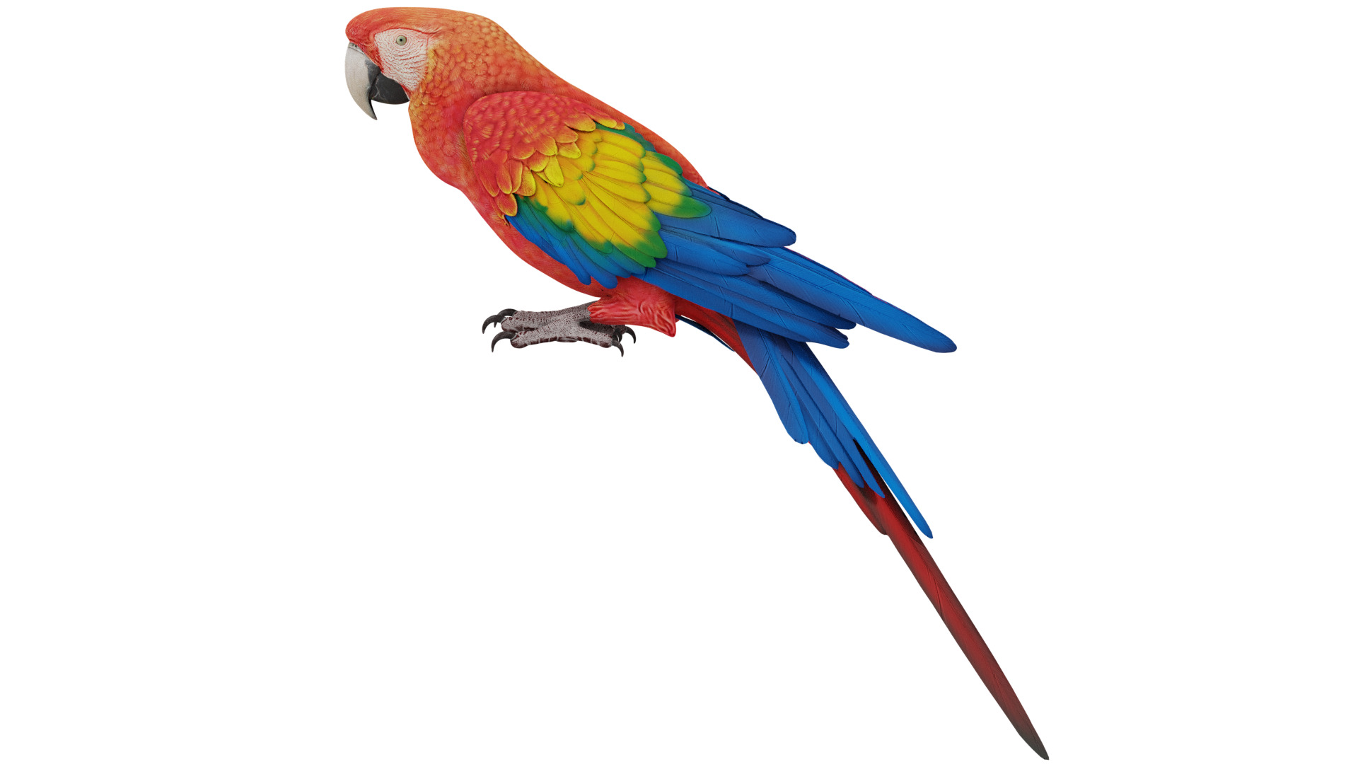 Parrot 3D model_1