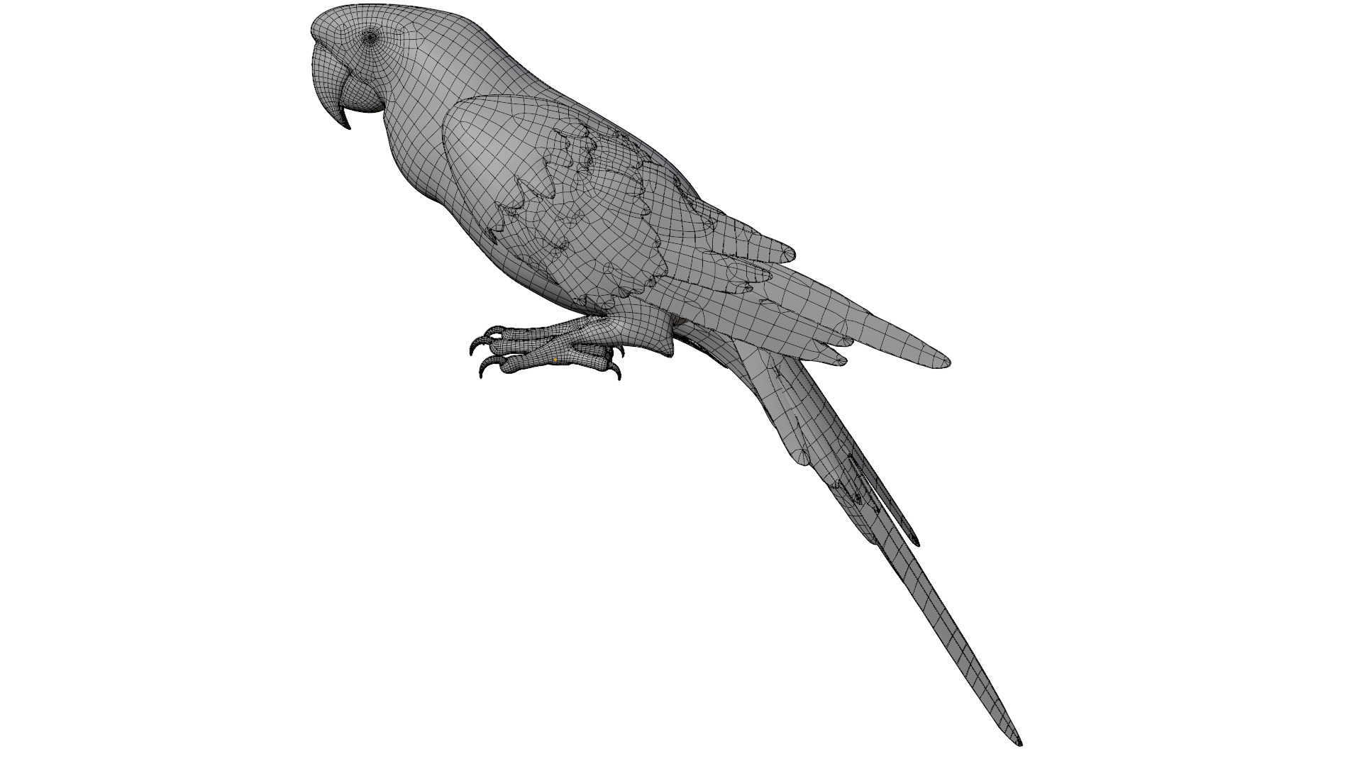 Parrot 3D model_10