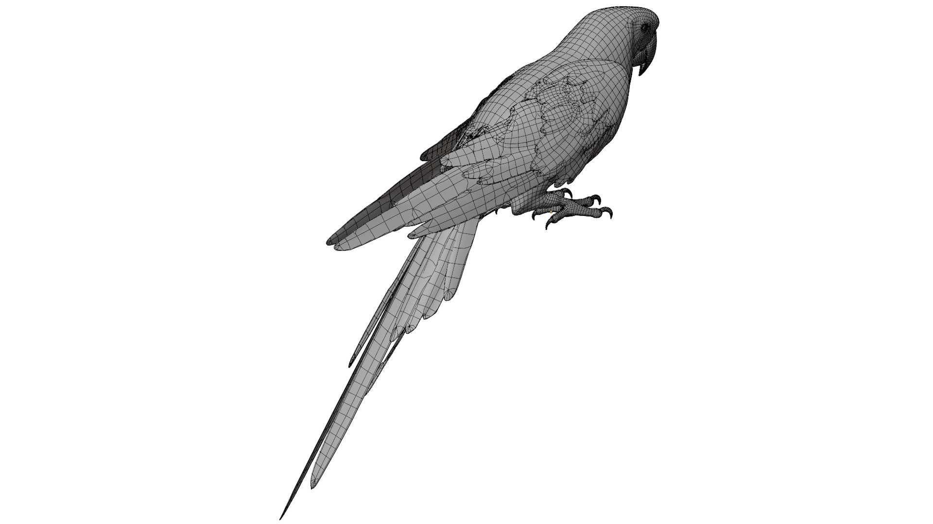 Parrot 3D model_13