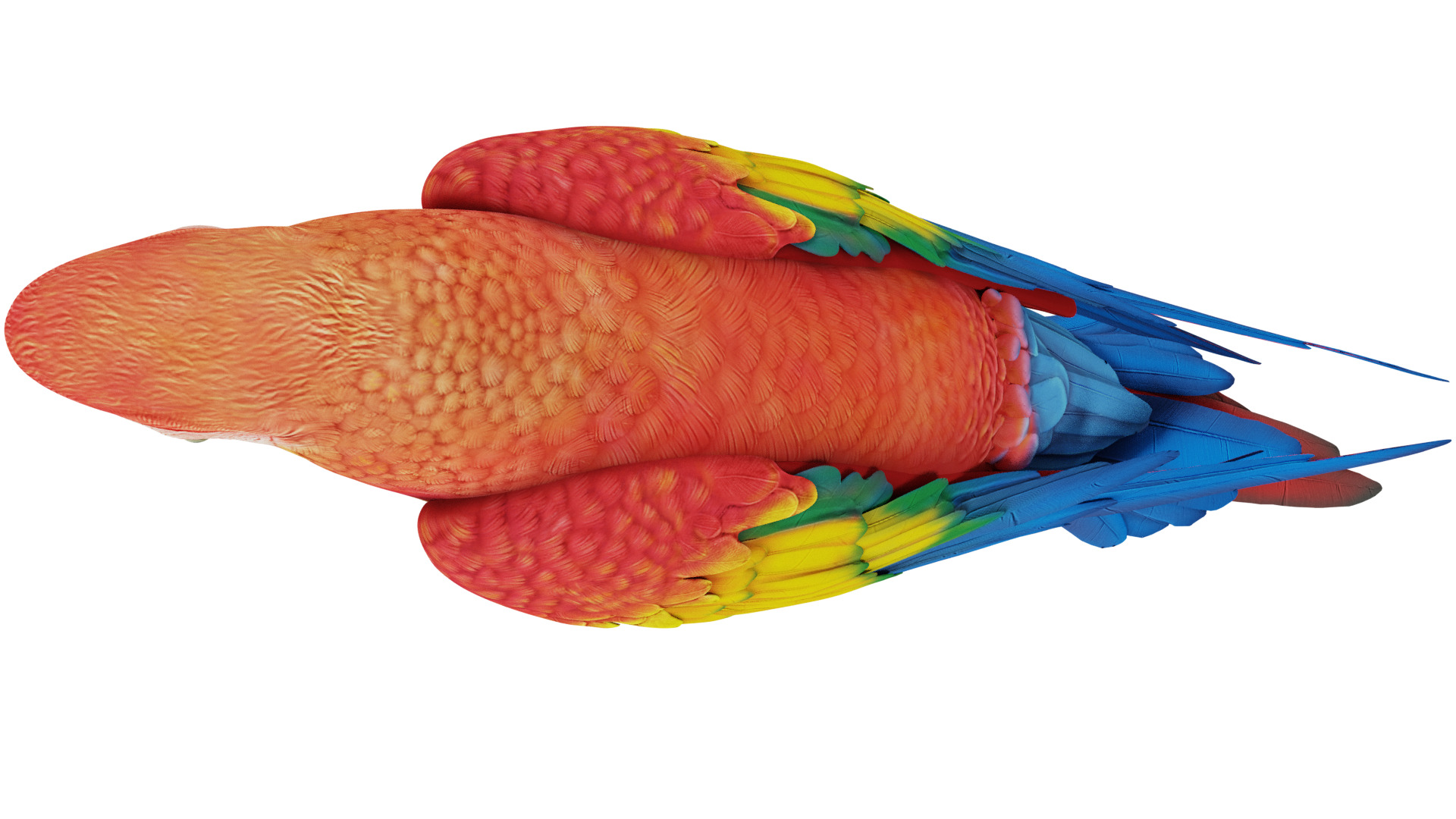 Parrot 3D model_8