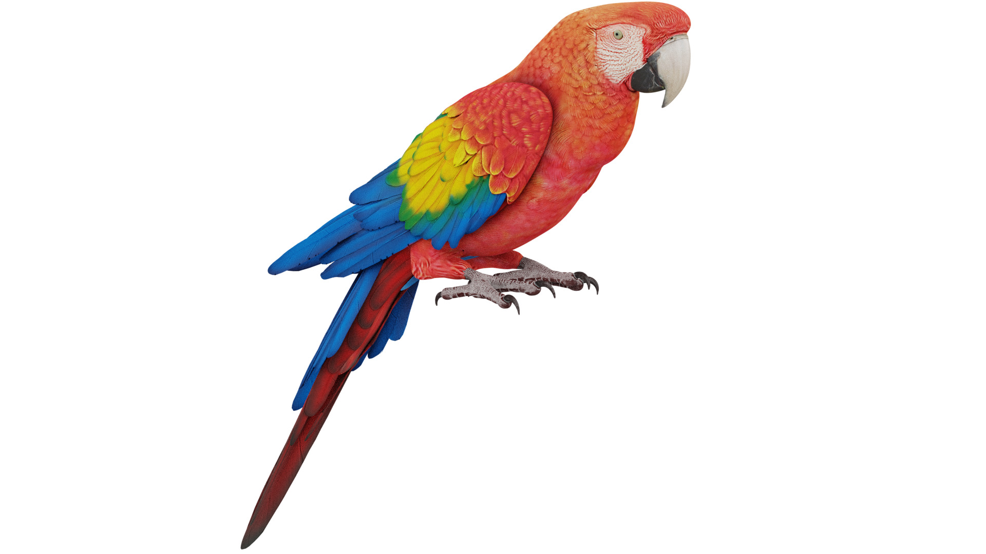 Parrot 3D model_6