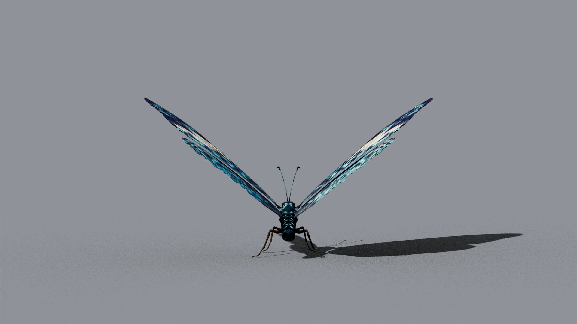 Butterfly Blue Cracker 3D model_10