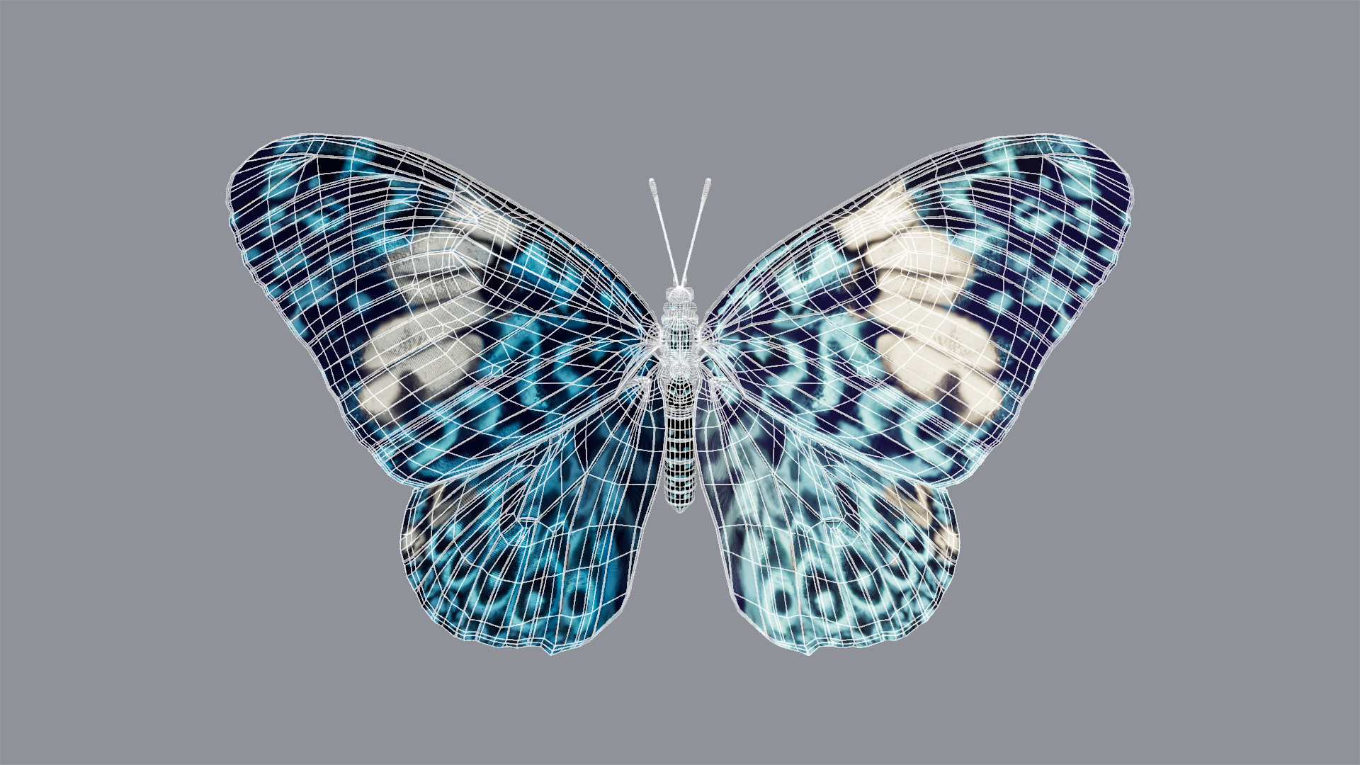 Butterfly Blue Cracker 3D model_13