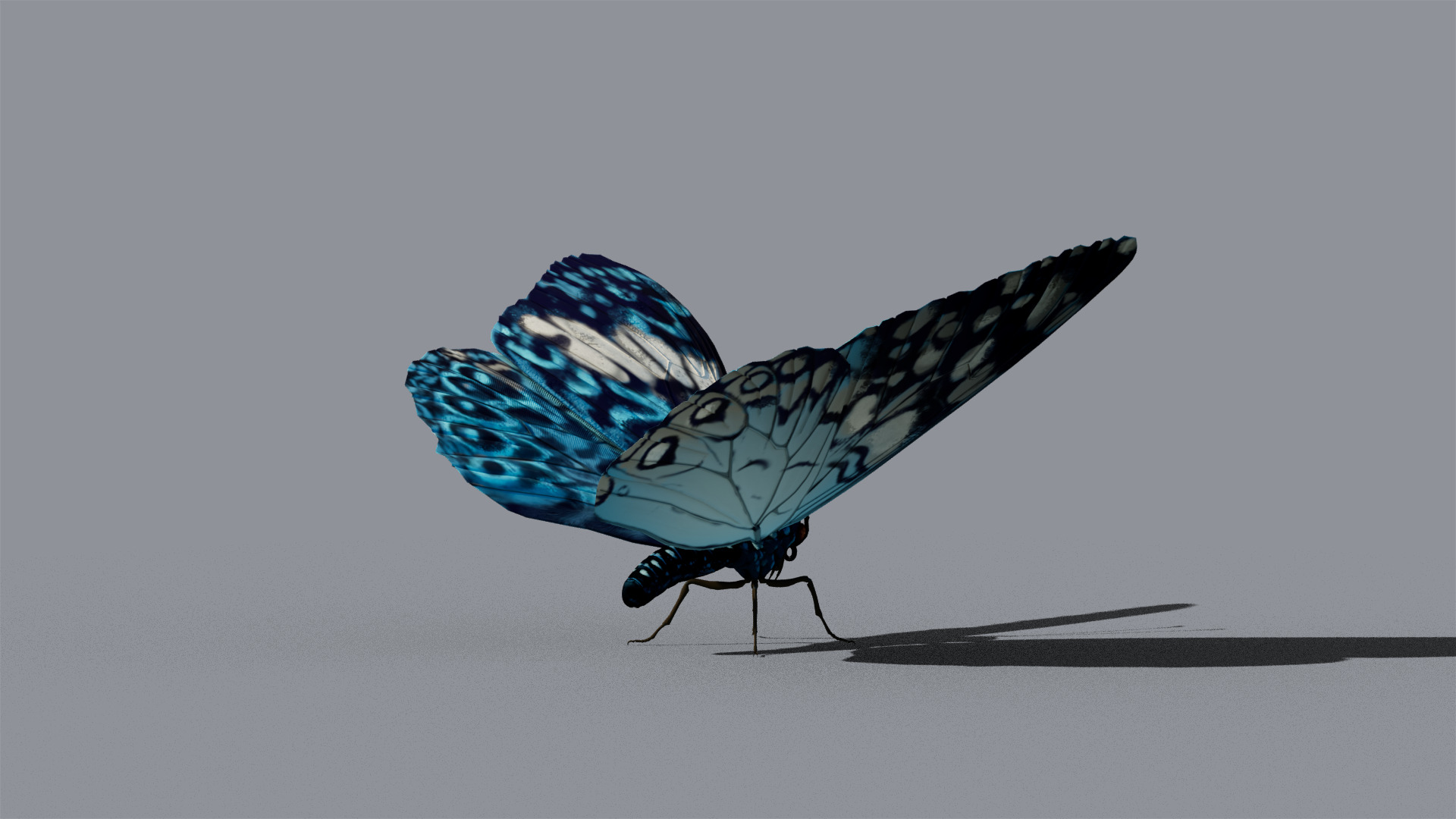 Butterfly Blue Cracker 3D model_11