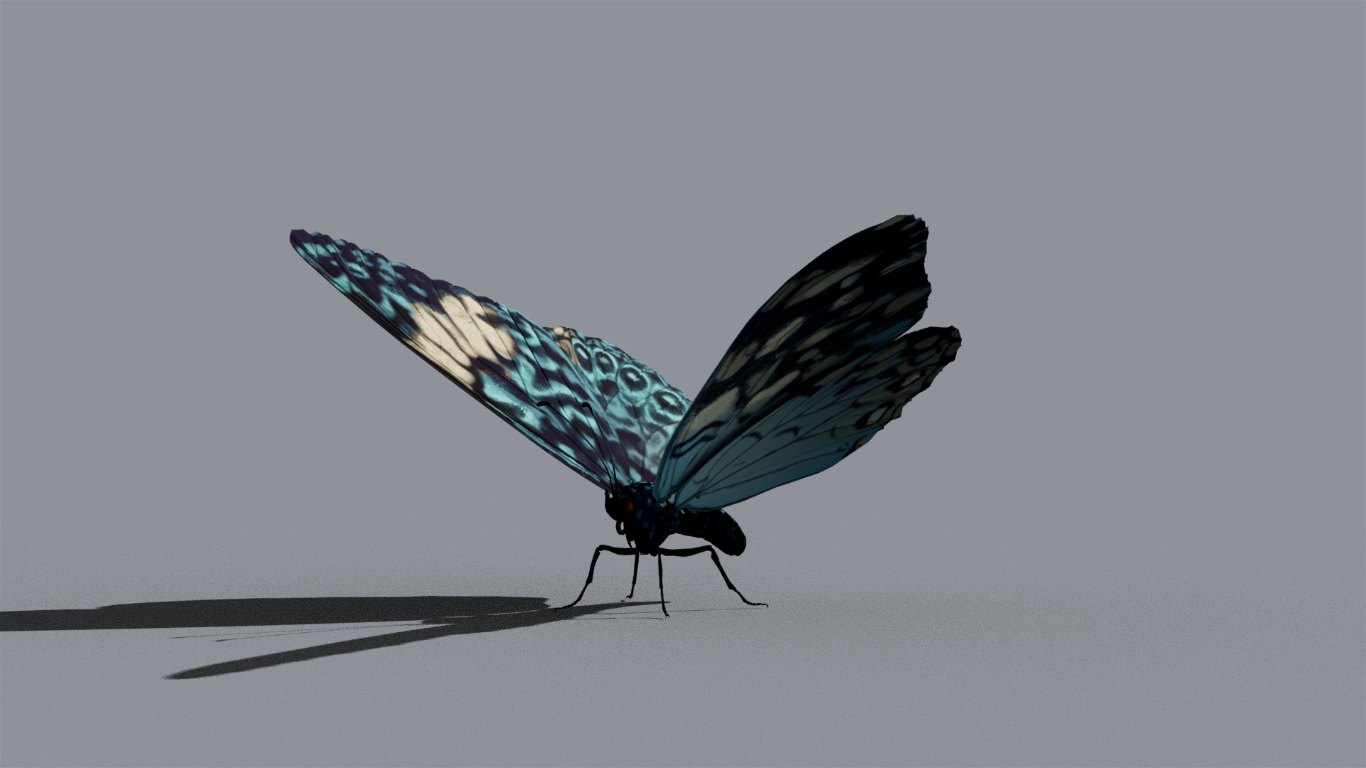 Butterfly Blue Cracker 3D model_6
