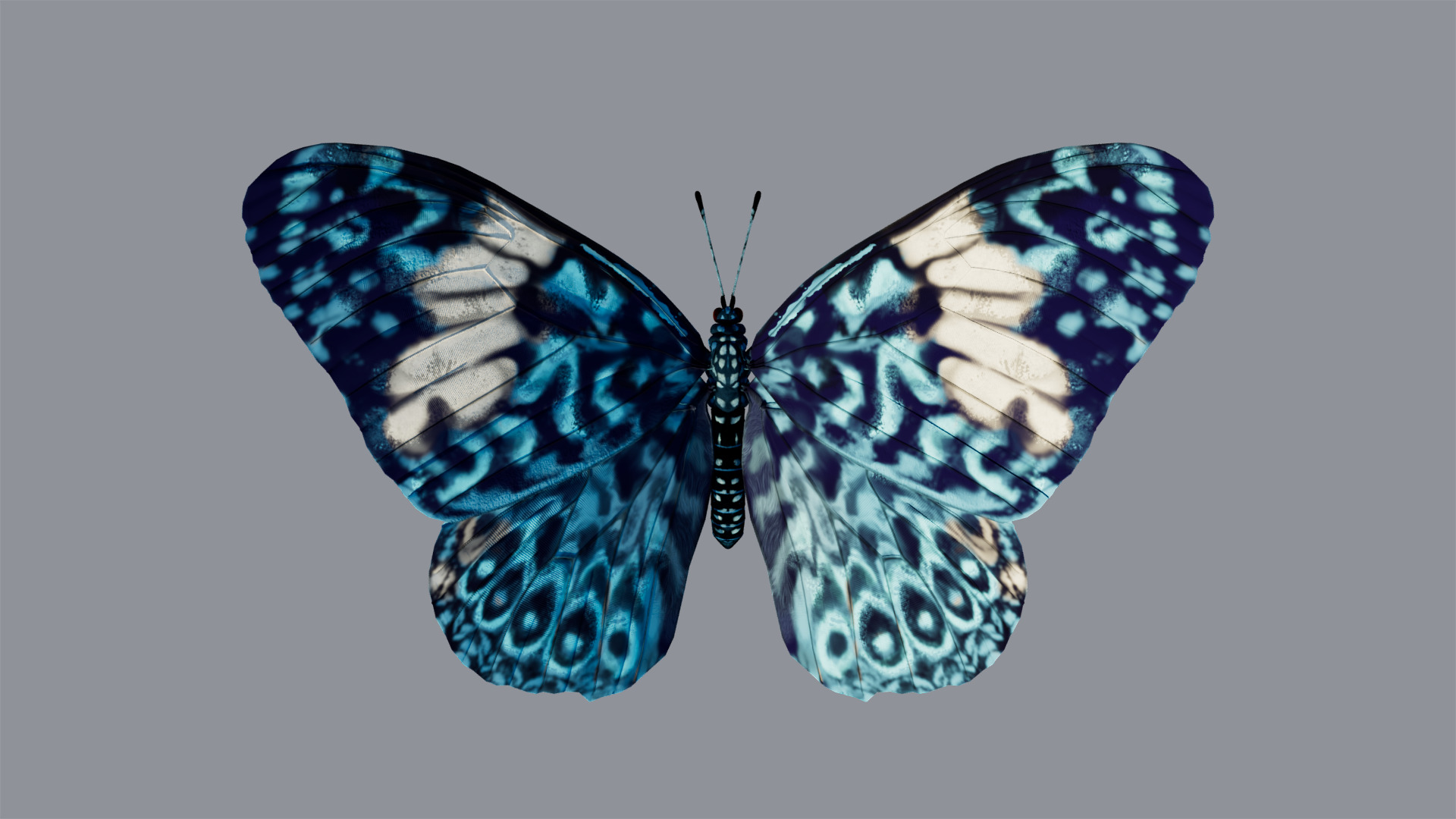 Butterfly Blue Cracker 3D model_12