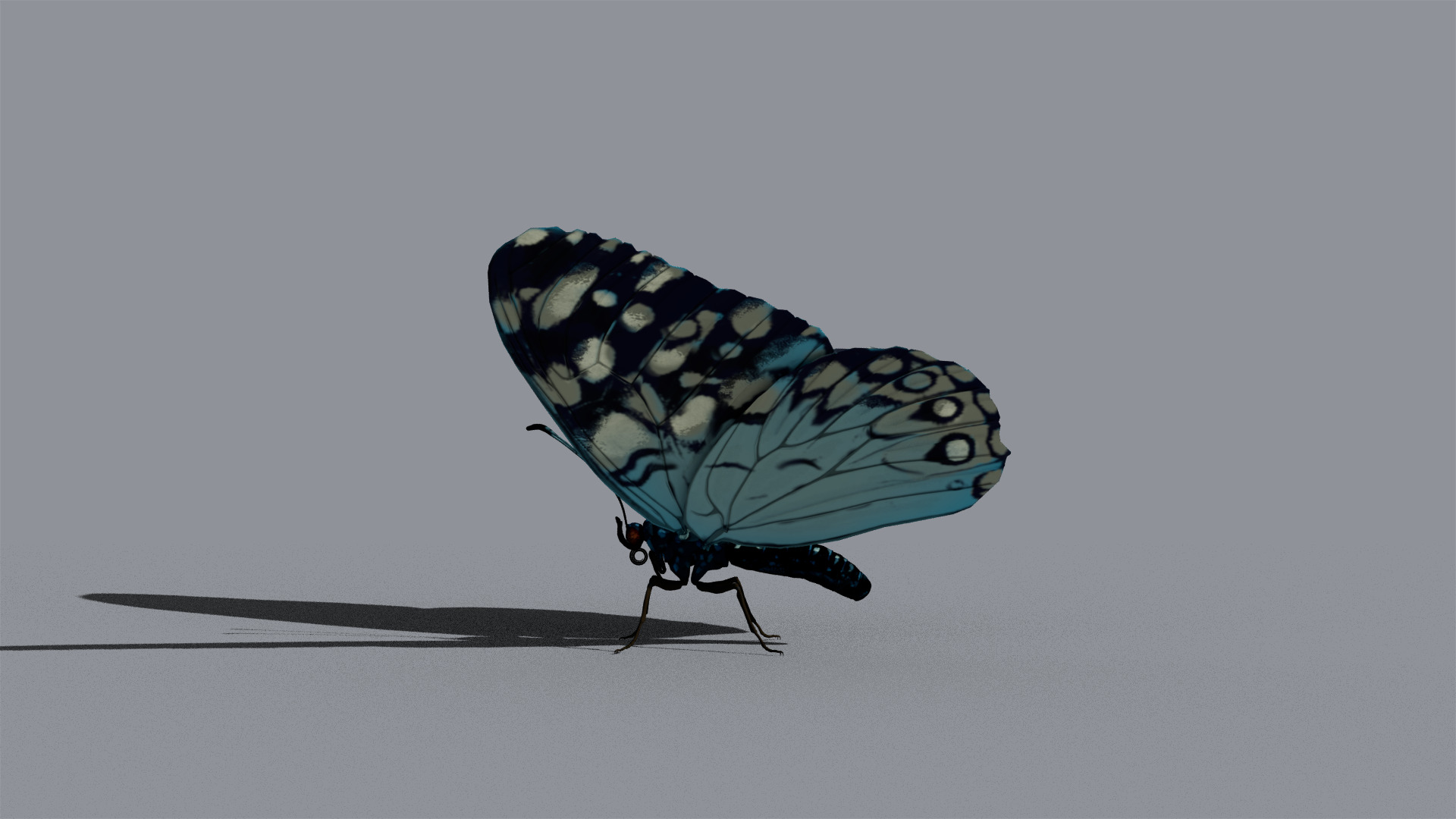 Butterfly Blue Cracker 3D model_8