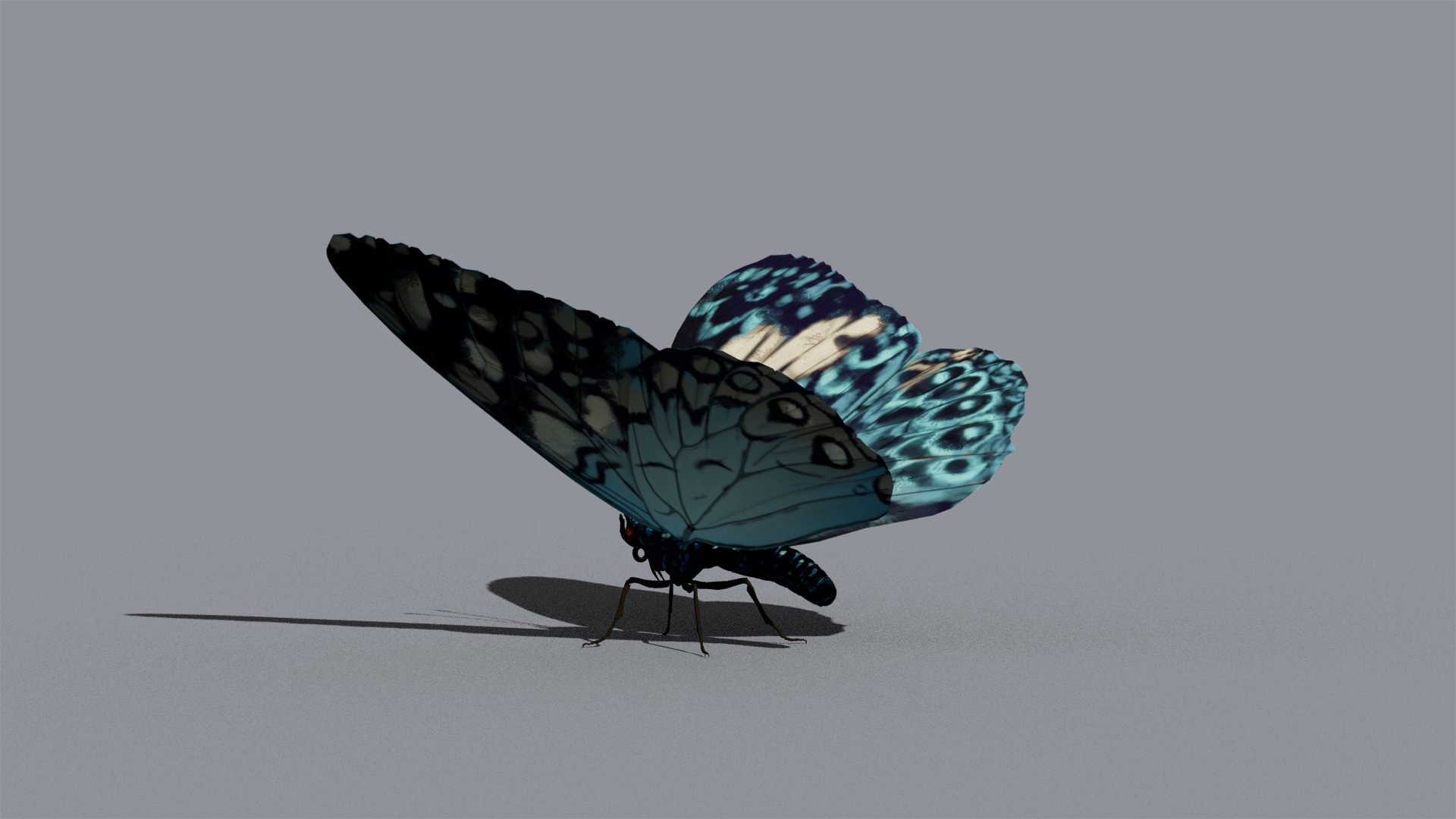 Butterfly Blue Cracker 3D model_7