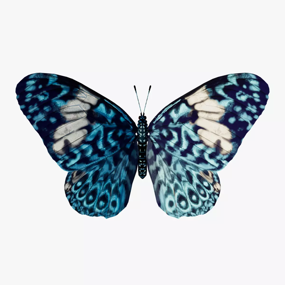 Butterfly Blue Cracker 3D model_0