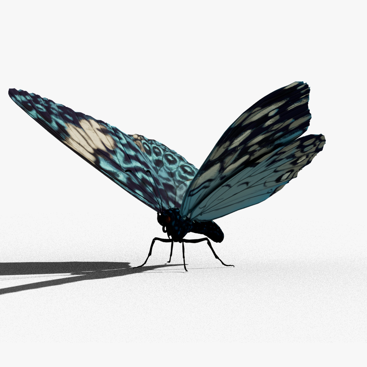 Butterfly Blue Cracker 3D model_4