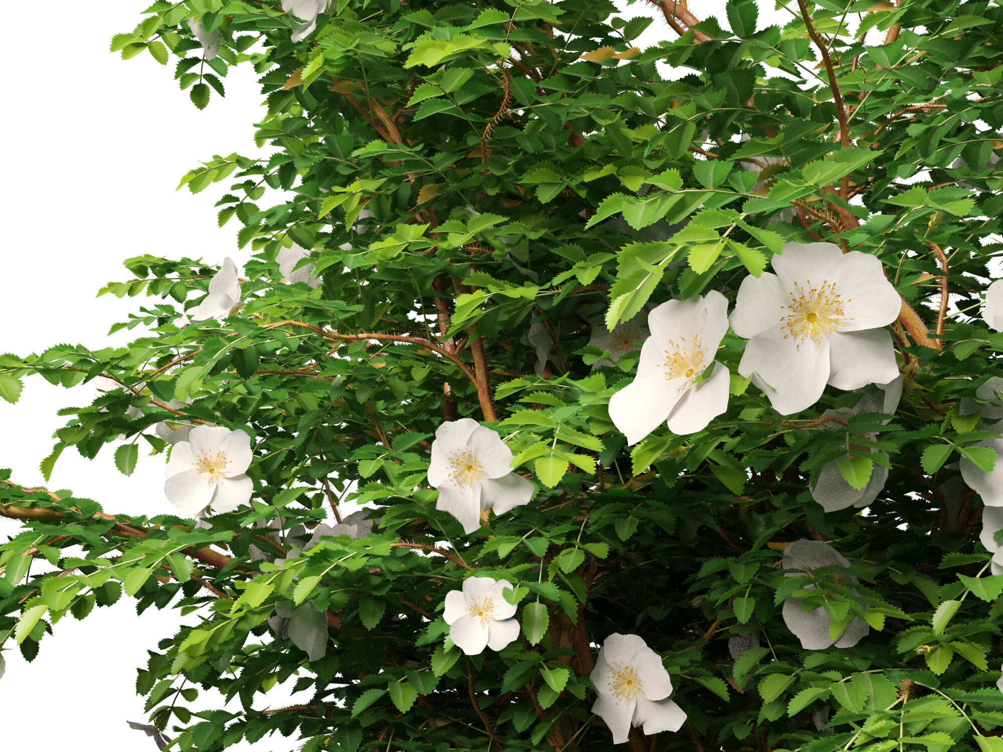 Highpoly - Low poly -  Rosa pimpinellifolia - Burnet Rose Low-poly 3D model_3