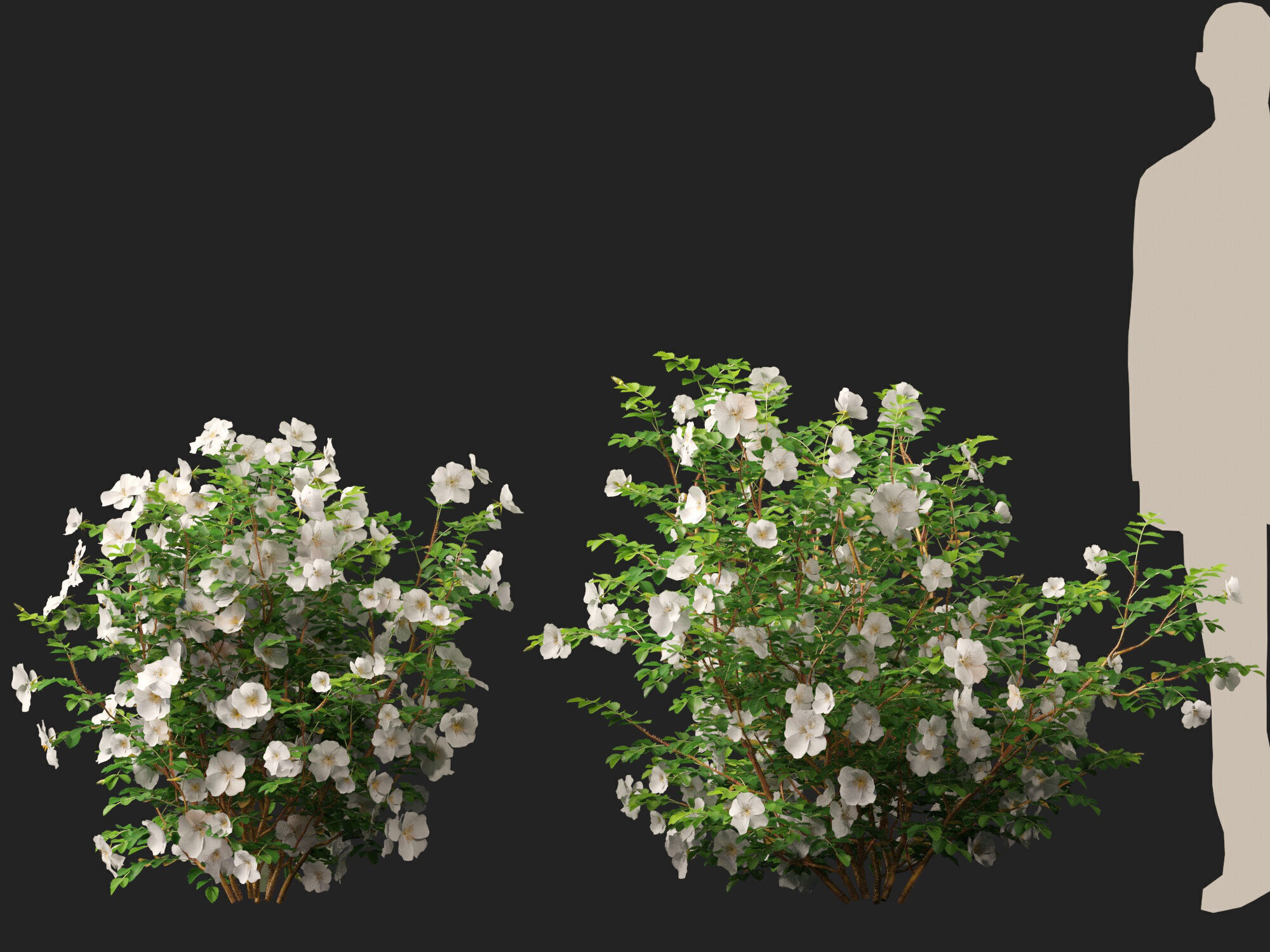 Highpoly - Low poly -  Rosa pimpinellifolia - Burnet Rose Low-poly 3D model_9
