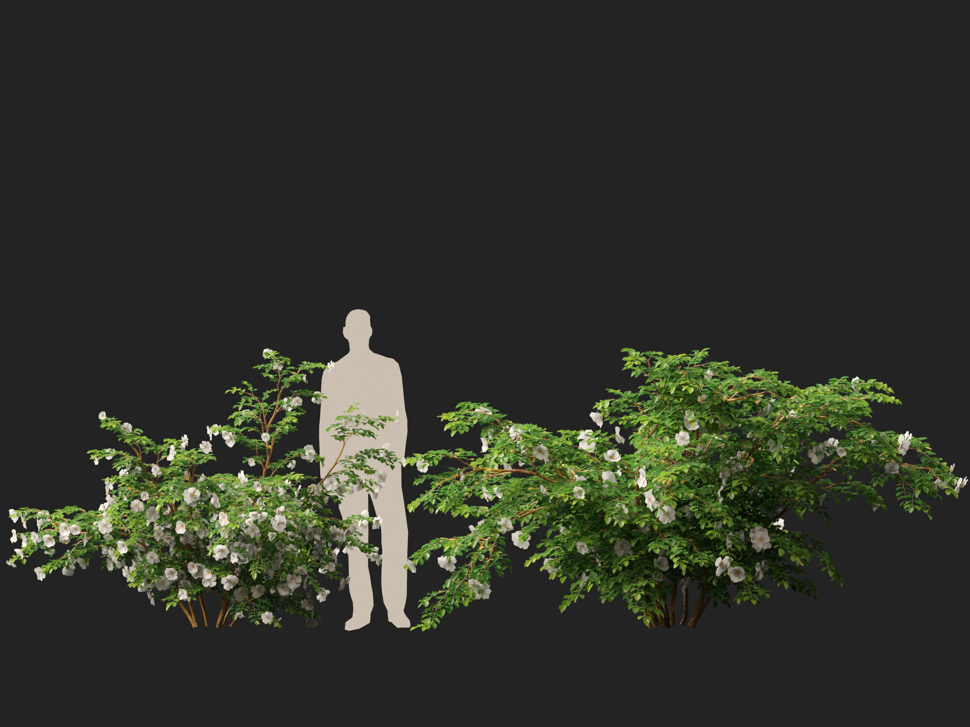Highpoly - Low poly -  Rosa pimpinellifolia - Burnet Rose Low-poly 3D model_11