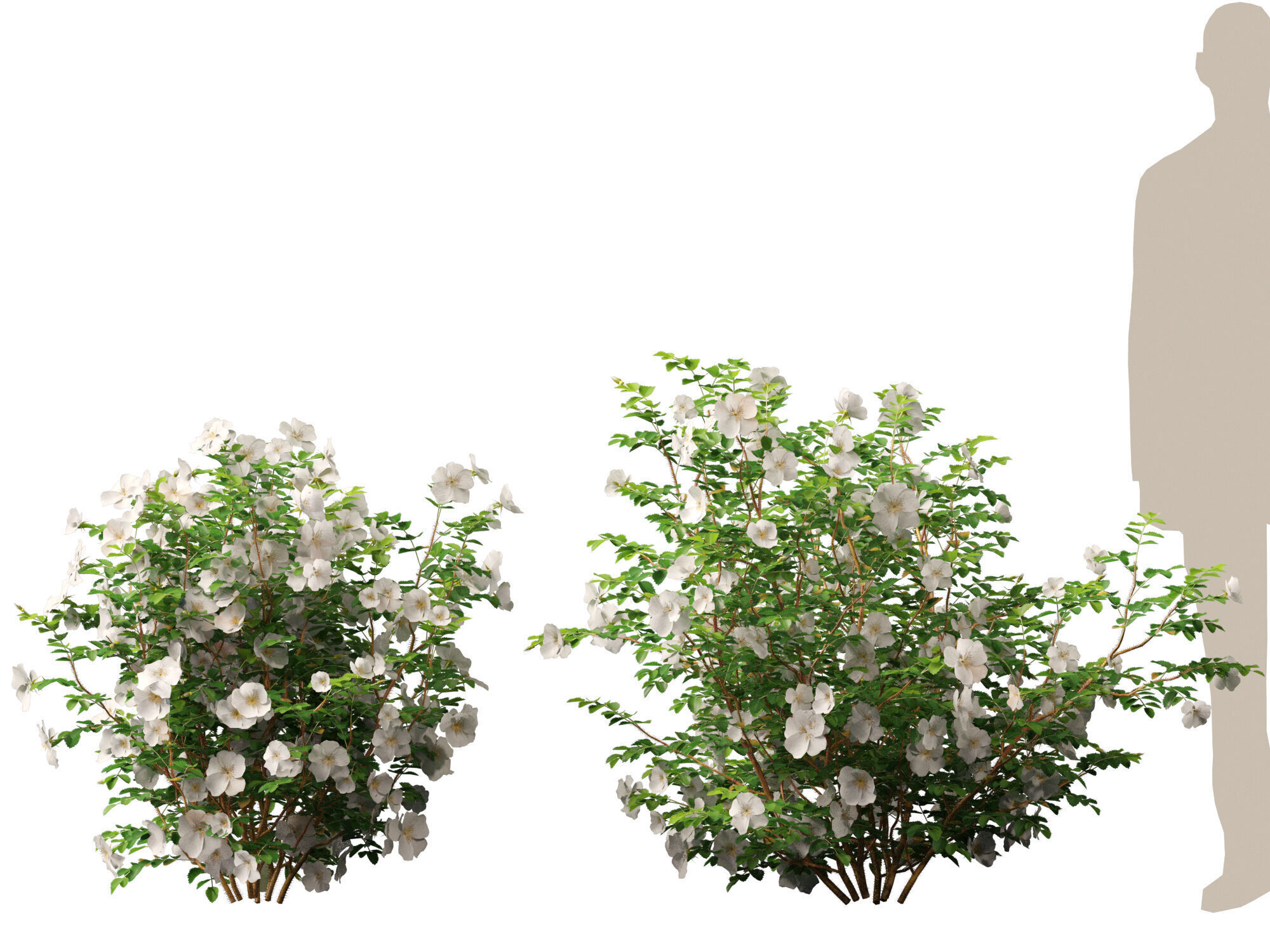 Highpoly - Low poly -  Rosa pimpinellifolia - Burnet Rose Low-poly 3D model_8