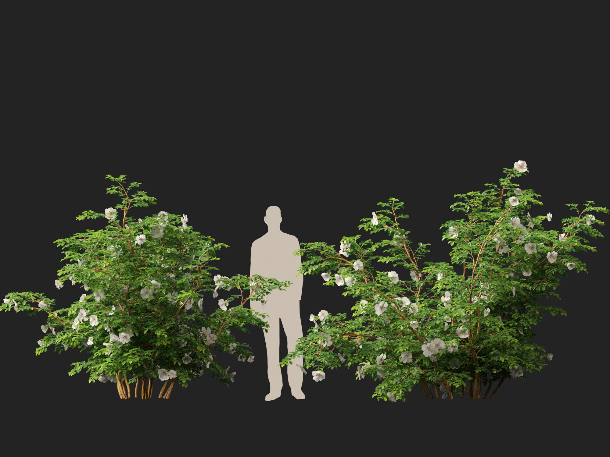 Highpoly - Low poly -  Rosa pimpinellifolia - Burnet Rose Low-poly 3D model_13