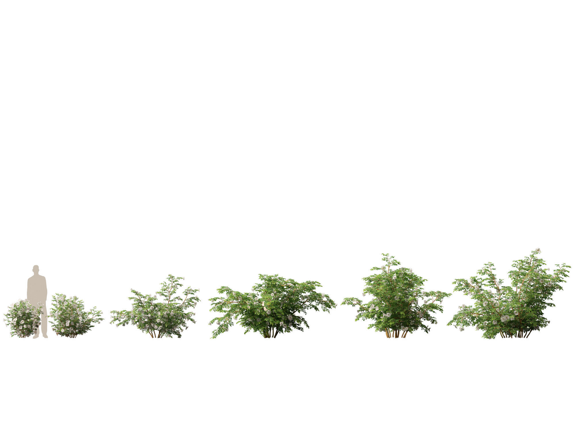 Highpoly - Low poly -  Rosa pimpinellifolia - Burnet Rose Low-poly 3D model_1