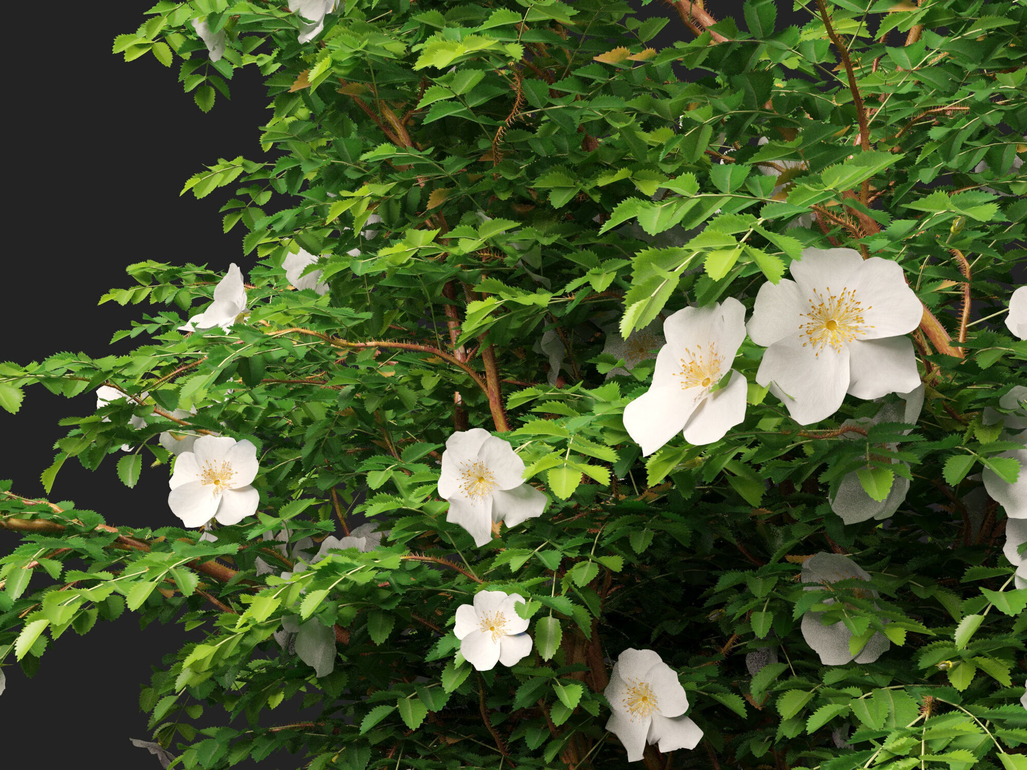 Highpoly - Low poly -  Rosa pimpinellifolia - Burnet Rose Low-poly 3D model_4