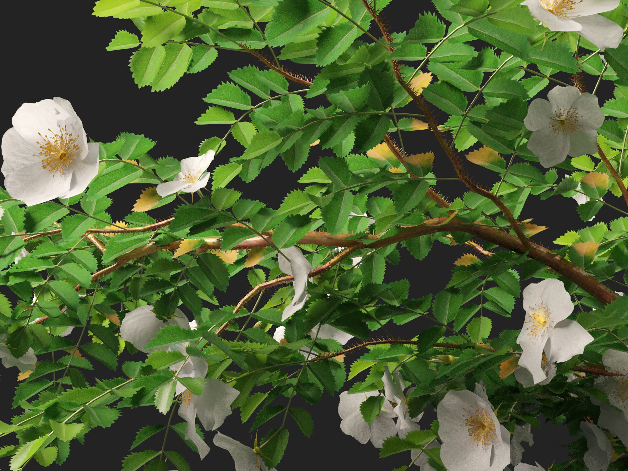 Highpoly - Low poly -  Rosa pimpinellifolia - Burnet Rose Low-poly 3D model_6