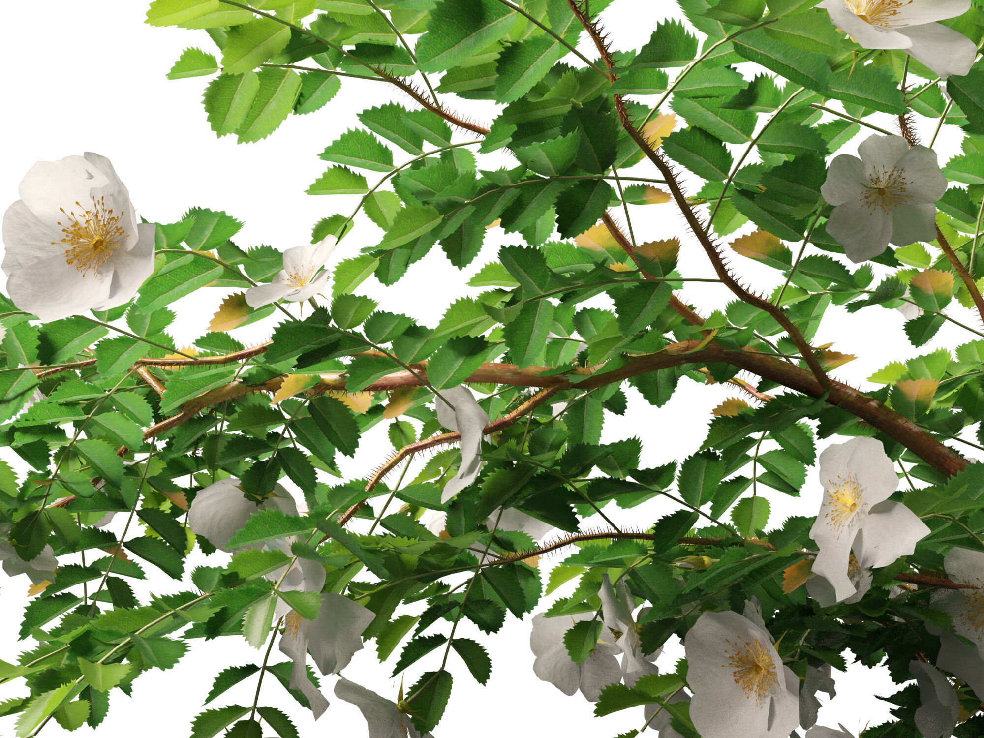 Highpoly - Low poly -  Rosa pimpinellifolia - Burnet Rose Low-poly 3D model_5