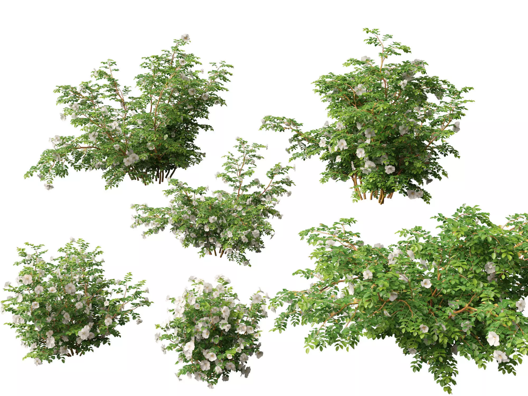 Highpoly - Low poly -  Rosa pimpinellifolia - Burnet Rose Low-poly 3D model_0