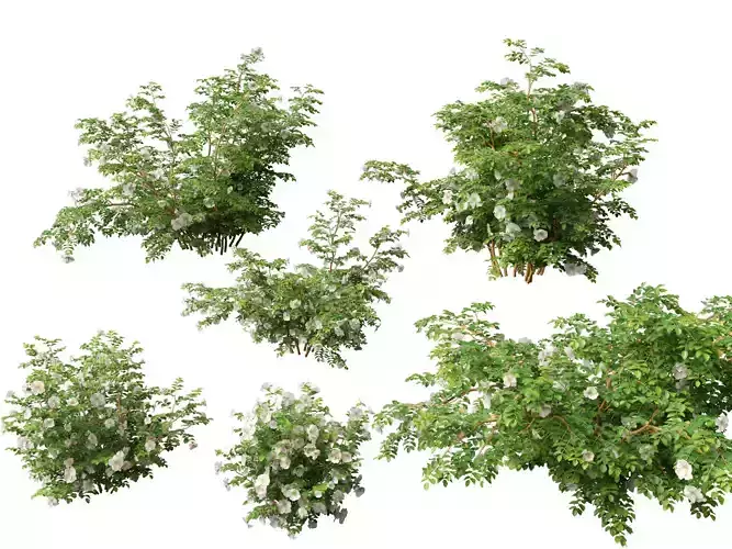 Highpoly - Low poly -  Rosa pimpinellifolia - Burnet Rose