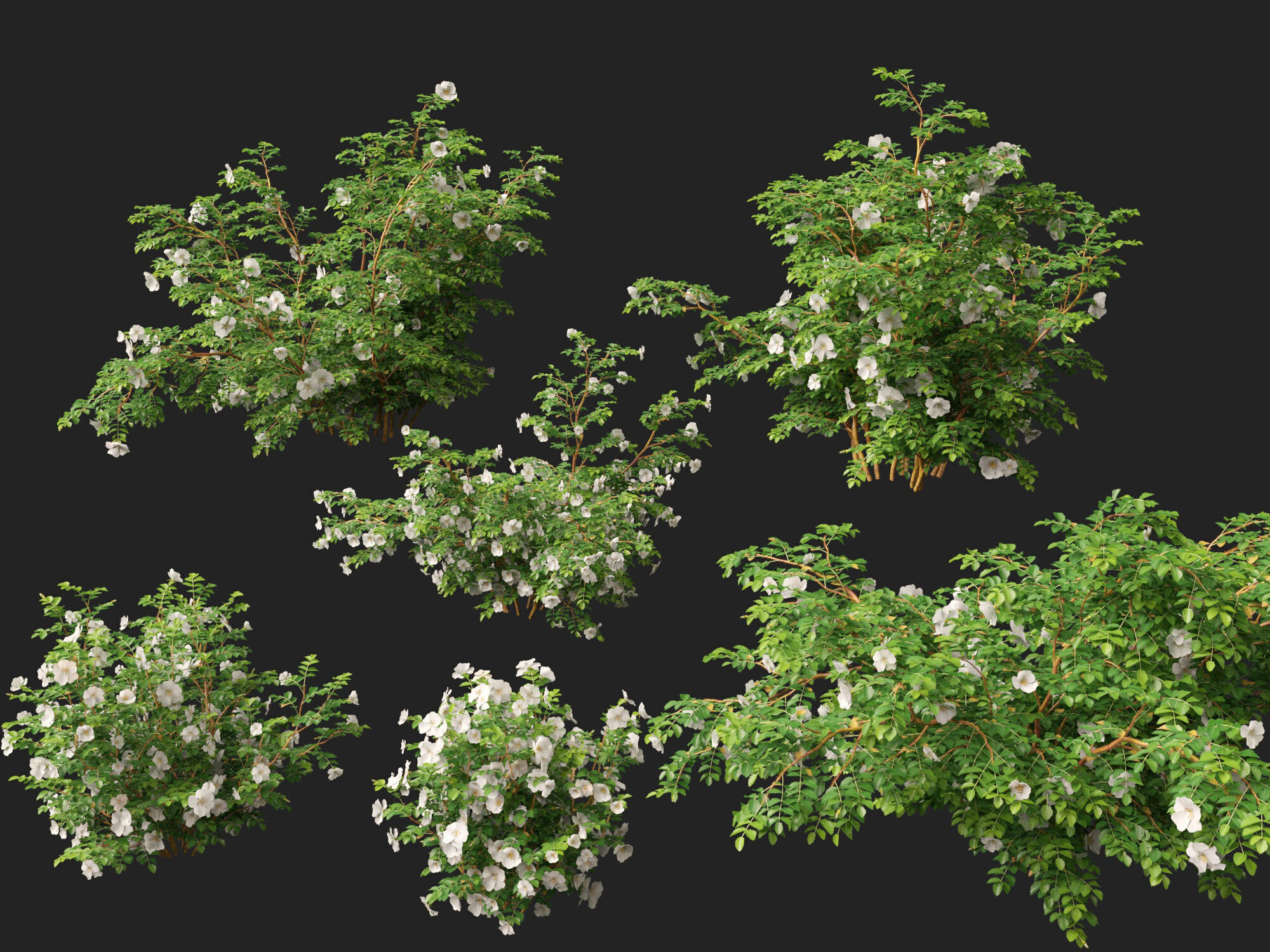 Highpoly - Low poly -  Rosa pimpinellifolia - Burnet Rose Low-poly 3D model_2