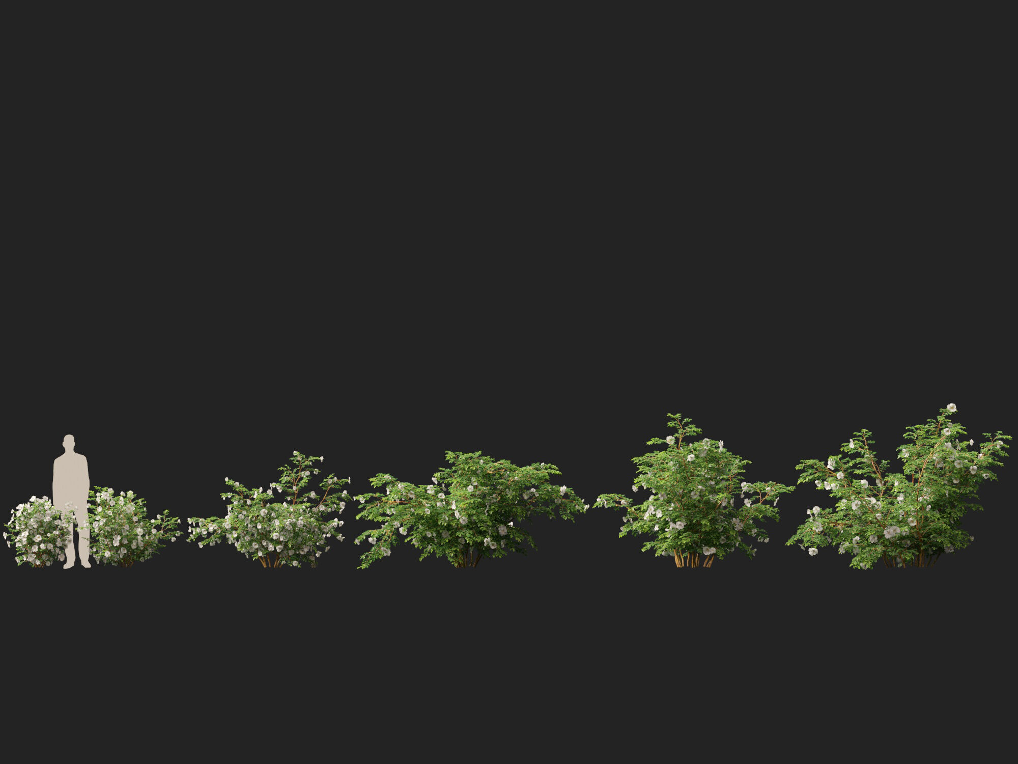 Highpoly - Low poly -  Rosa pimpinellifolia - Burnet Rose Low-poly 3D model_7